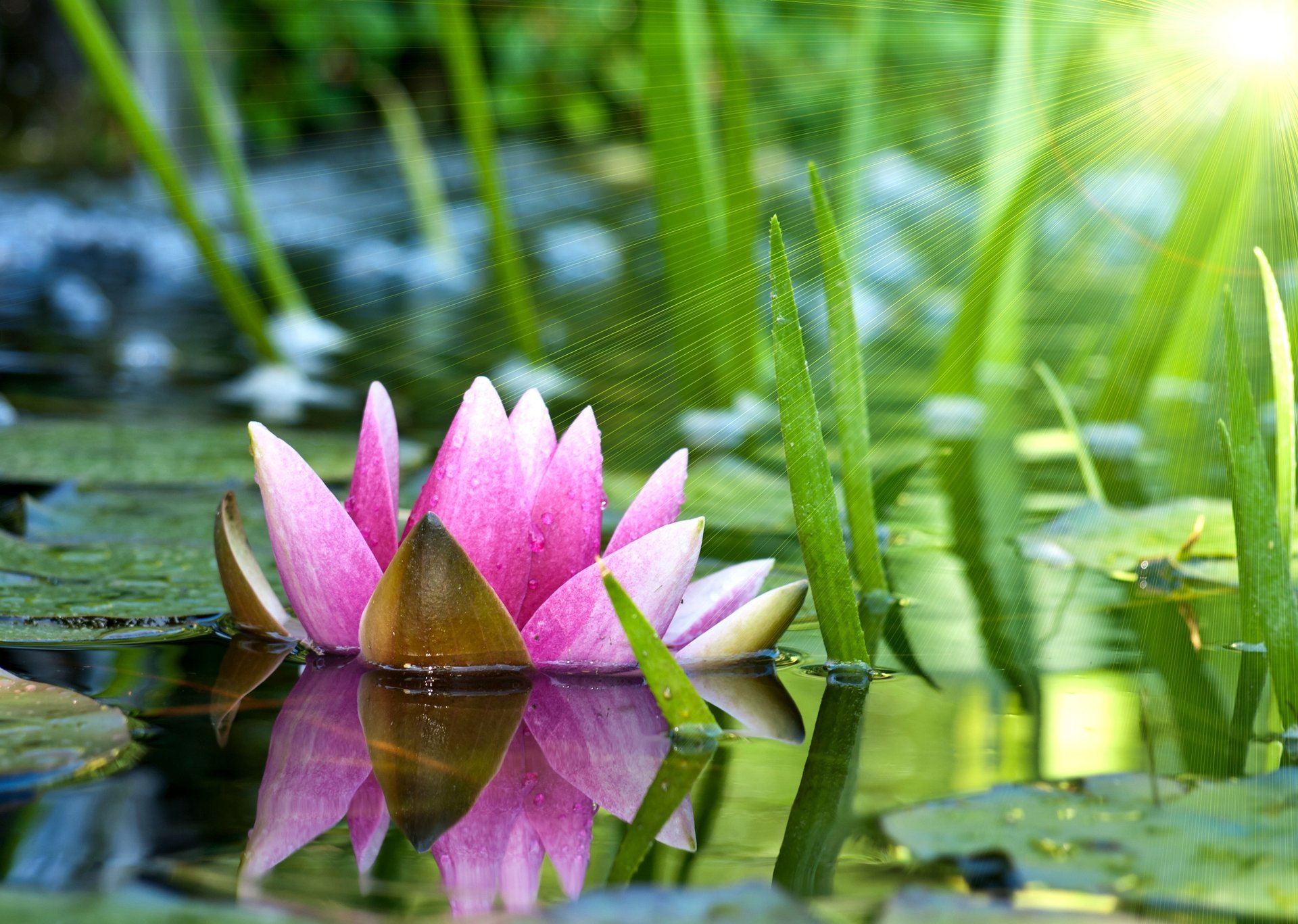 lirio de agua flor lirio de agua loto rosa agua estanque hojas sol rayos