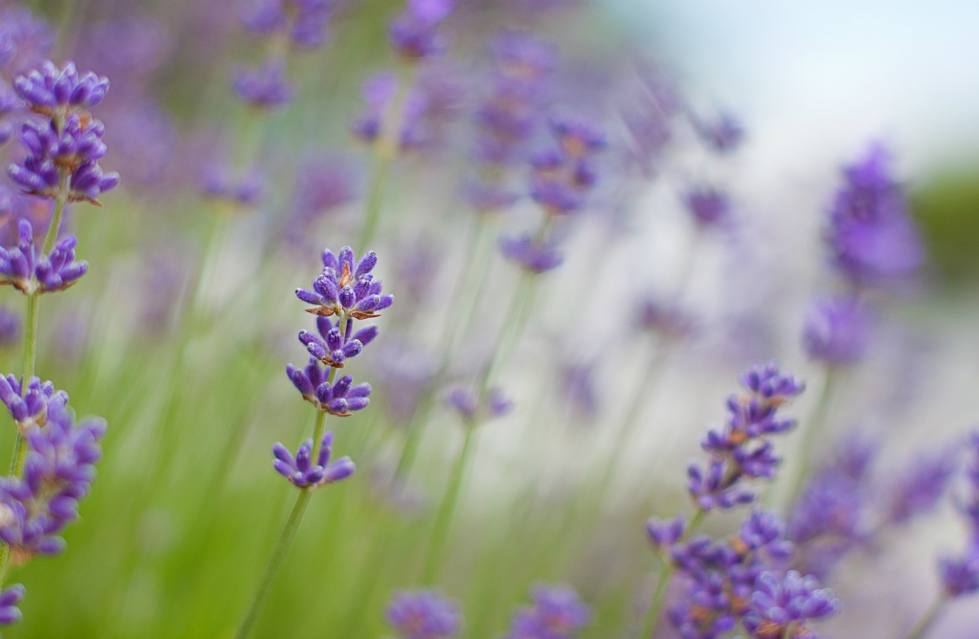 lavanda lilla fiori macro sfocatura