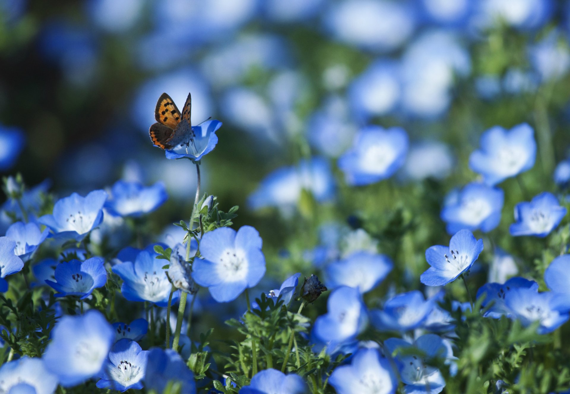 nemophila azul flores pétalos mariposa campo desenfoque