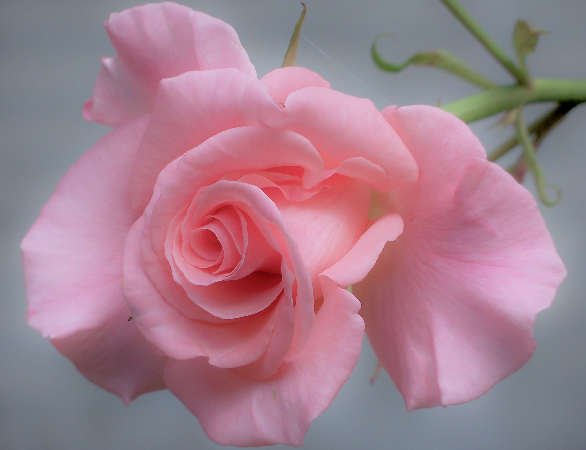 rosa petali tenerezza macro