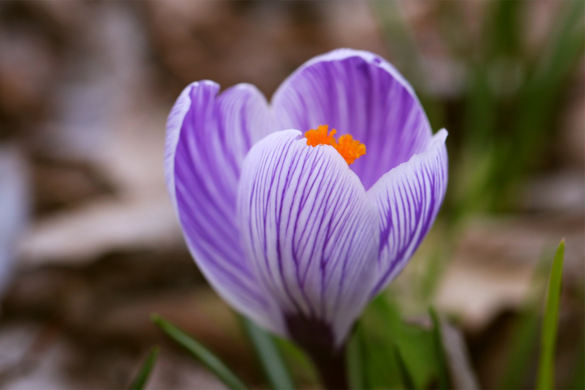 azafrán flor solo lila rayas hierba primavera macro desenfoque