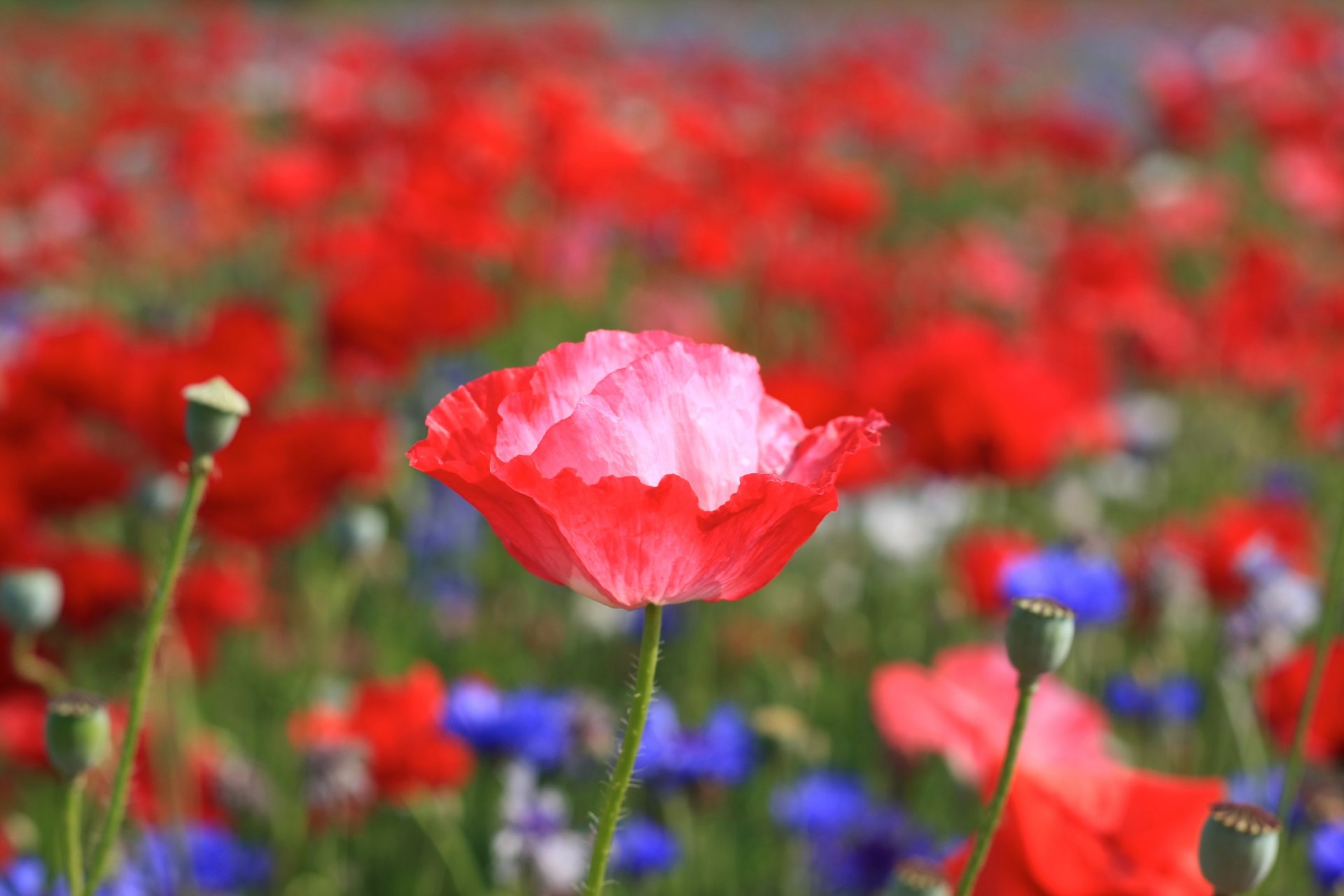 pavot fleur bourgeon pétales tige plante rouge rose lumineux fleurs bleu clairière champ été chaleur