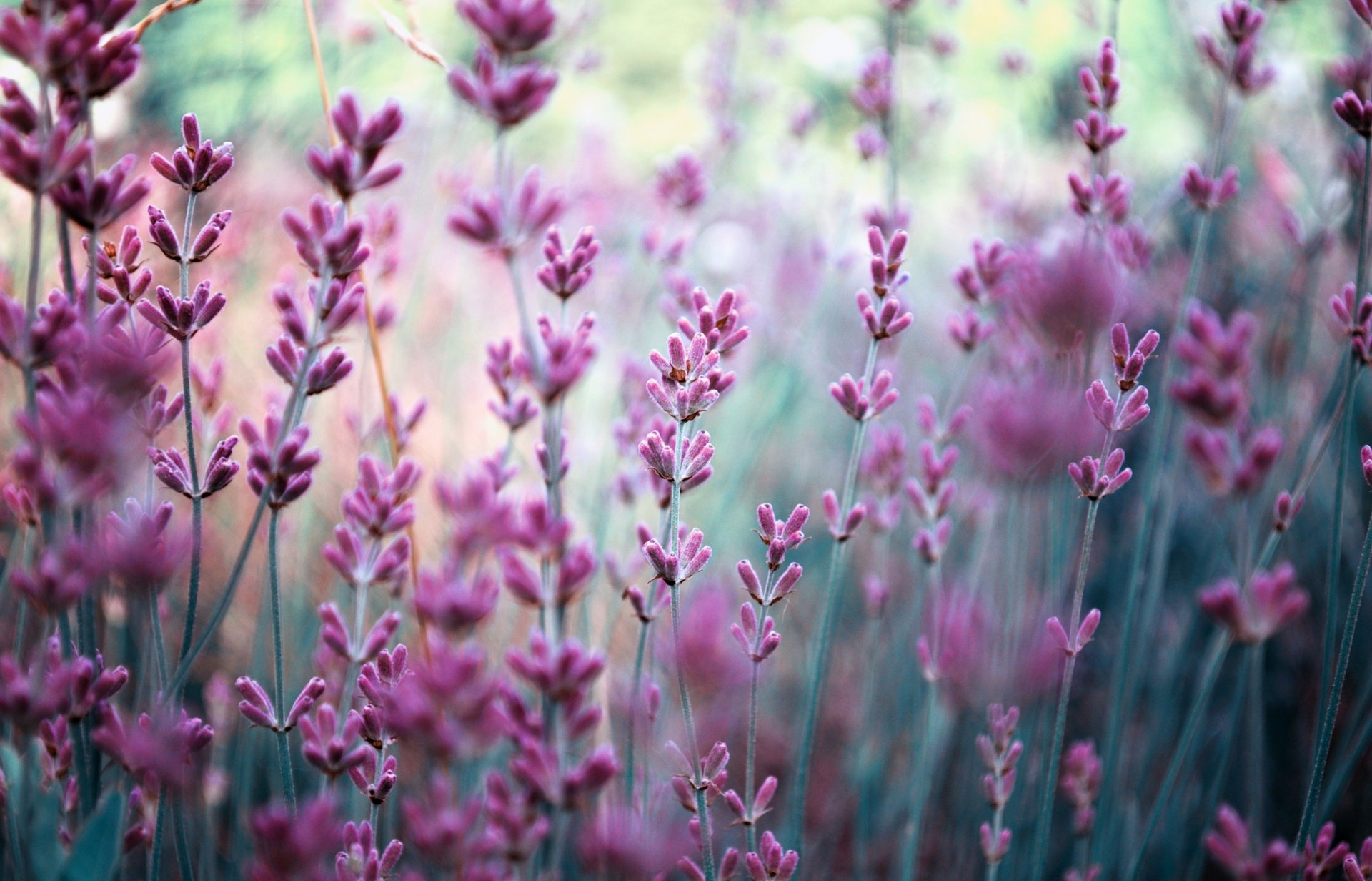 fleurs lavande lilas champ flou nature