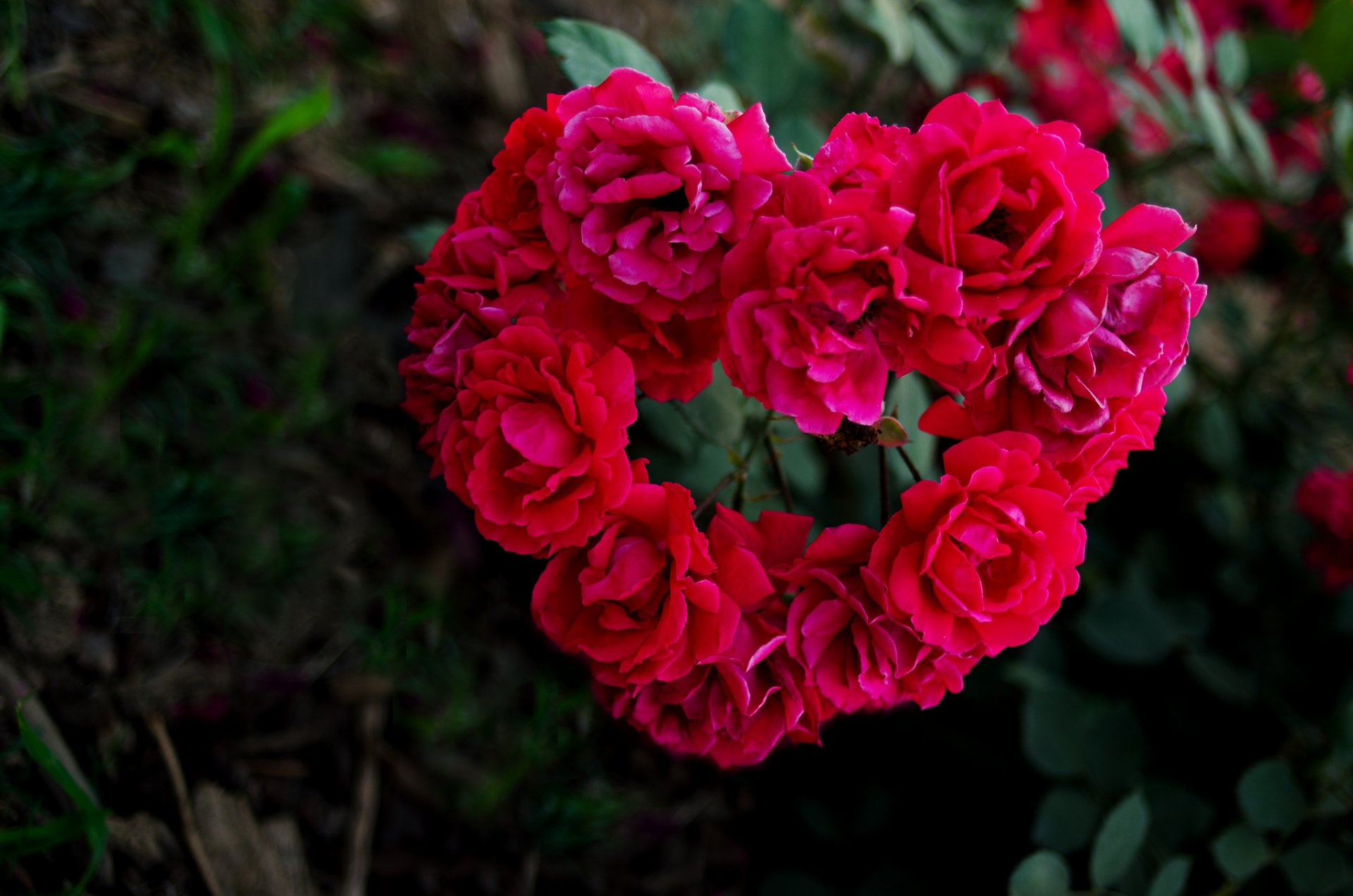 roses coeur pétales macro flou