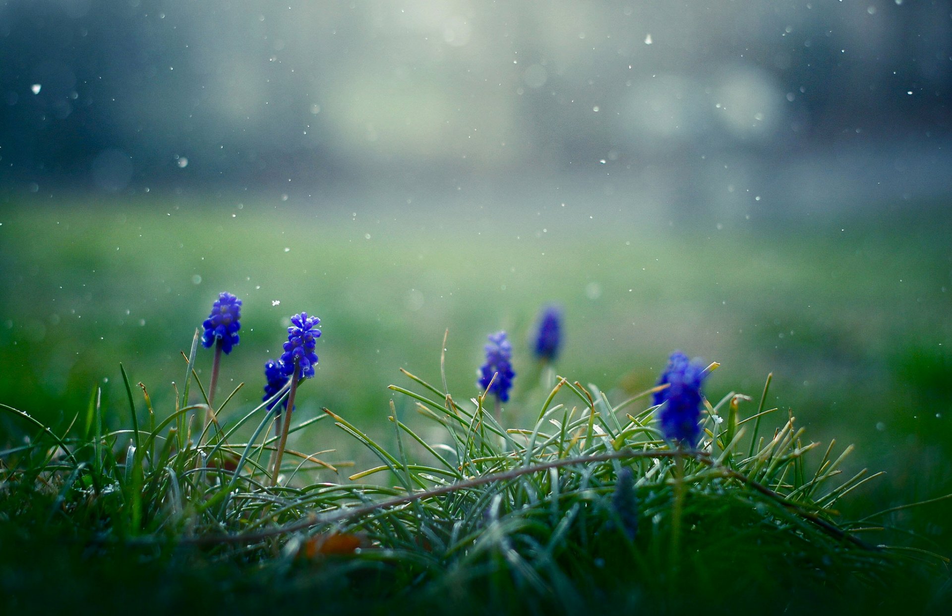 muscari fleurs bleu printemps flocons de neige herbe