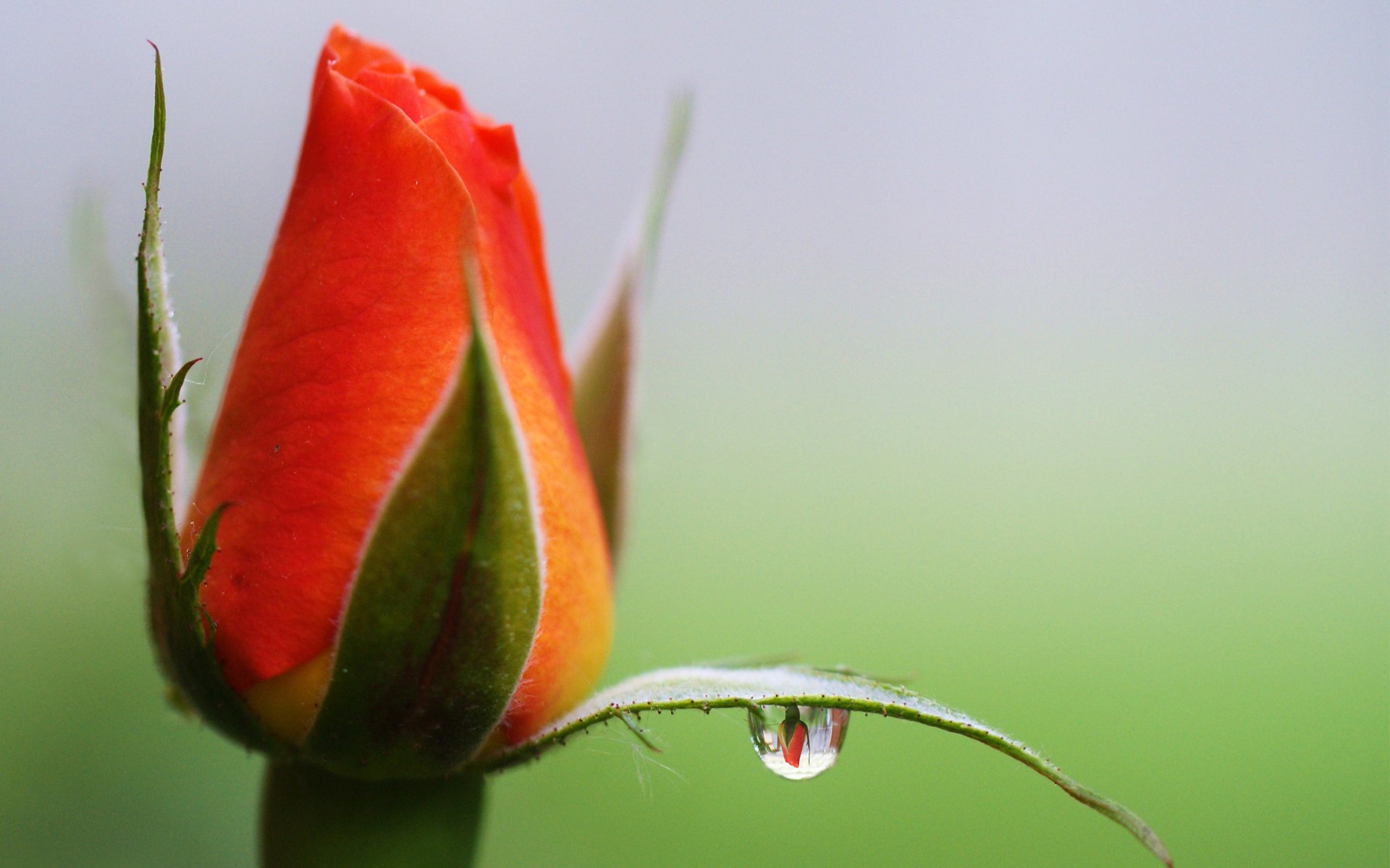 flor rosa brote gota reflexión