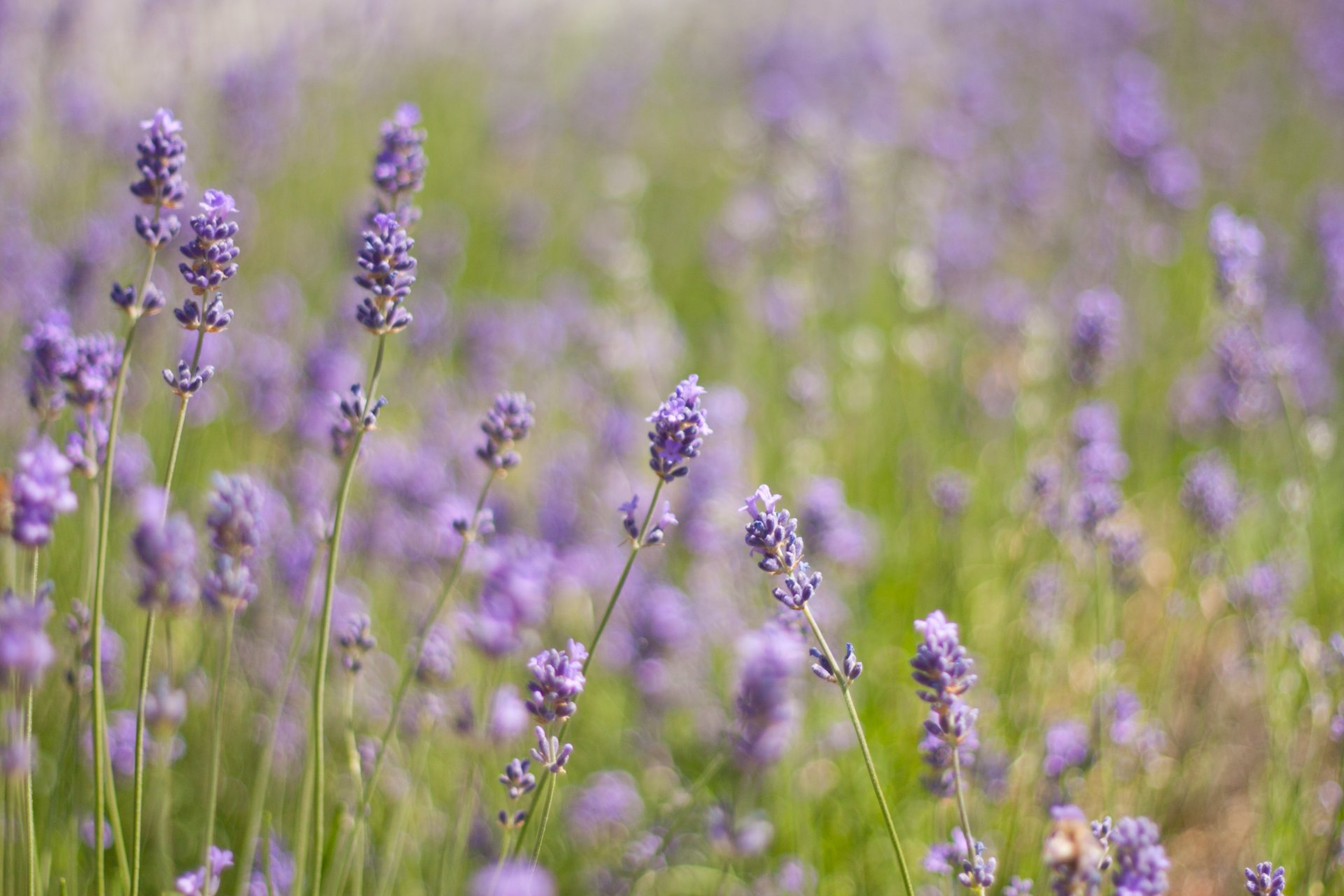 lavande fleurs plantes lilas violet champ clairière verdure herbe lumière chaleur nature