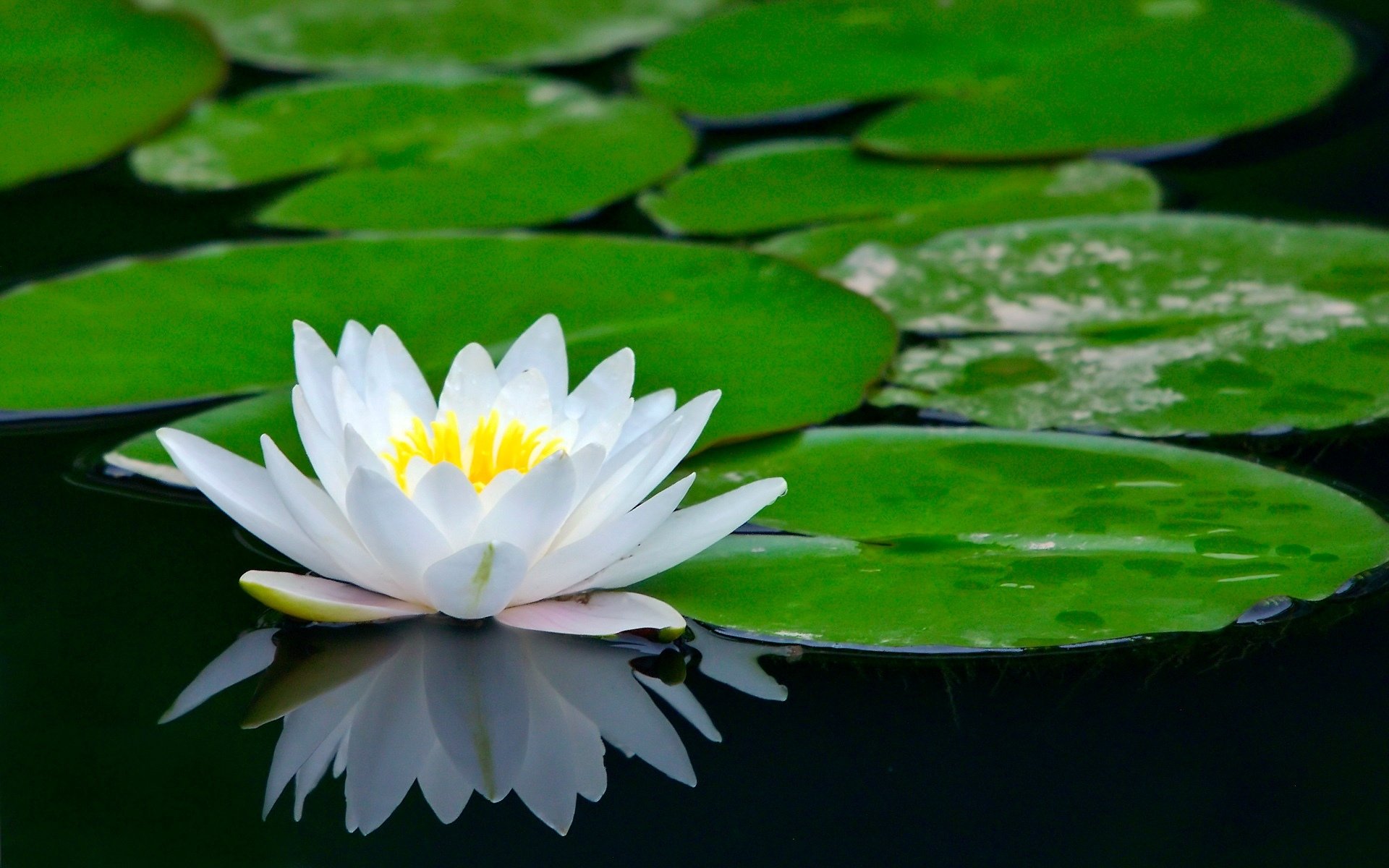 estanque flor loto lirio de agua