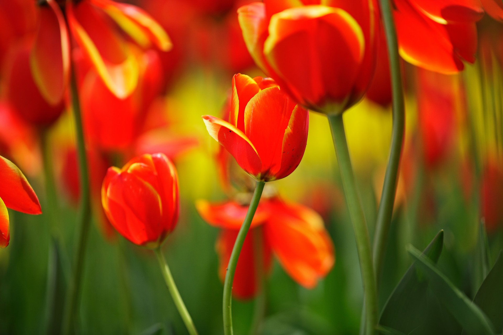 tulipanes flores brotes tallos hojas rojo brillante primavera macro