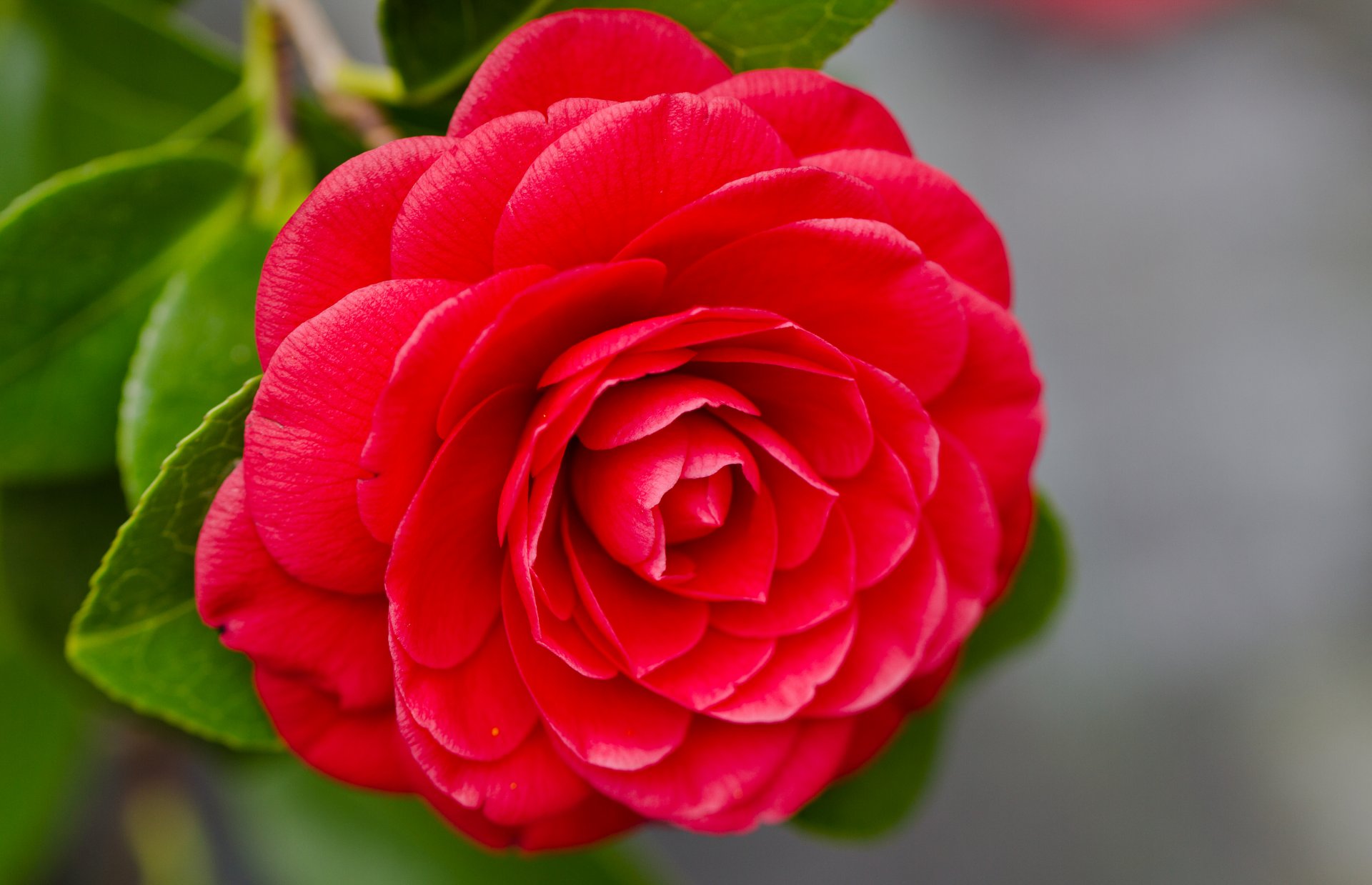 camellia close up petal