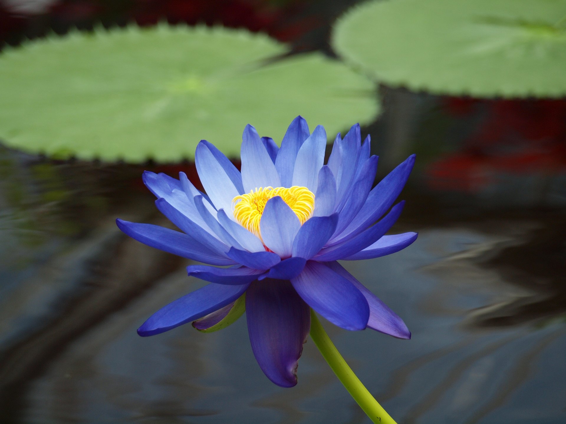 flor loto azul lirio de agua lirio de agua hojas estanque agua