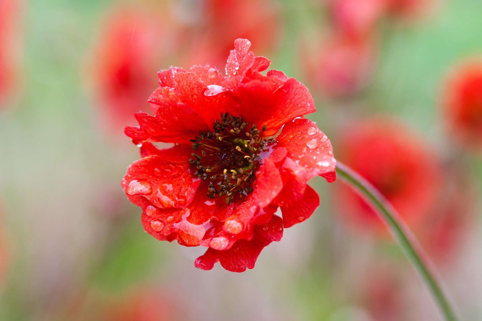 rot blume blütenblätter unschärfe tropfen makro