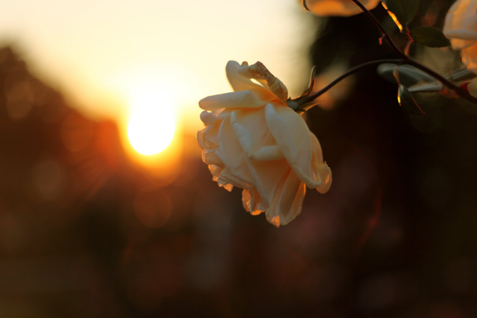 rose bud branch sunset sun sky rays light night nature