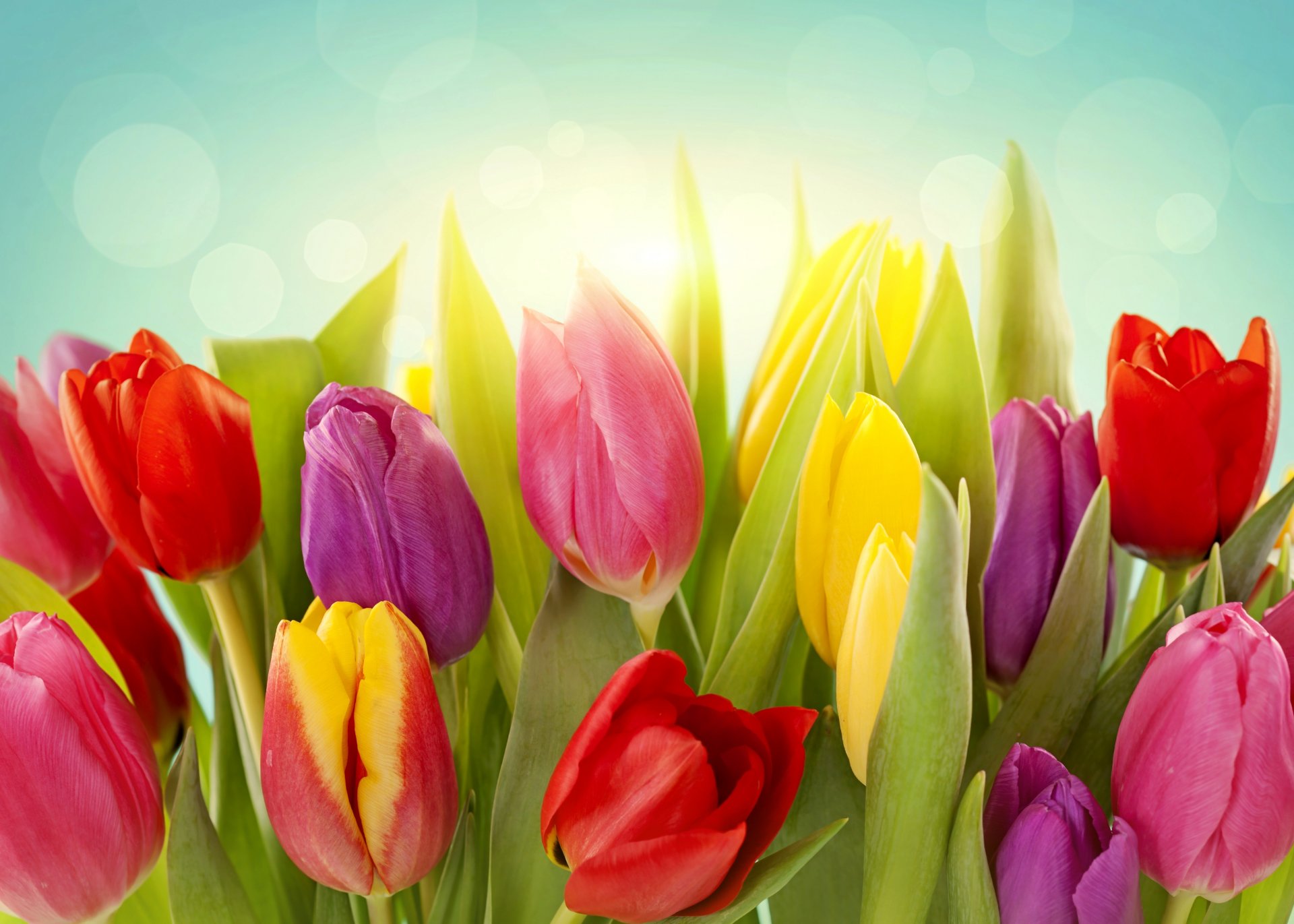 tulips flower red pink yellow buds leaves light spring