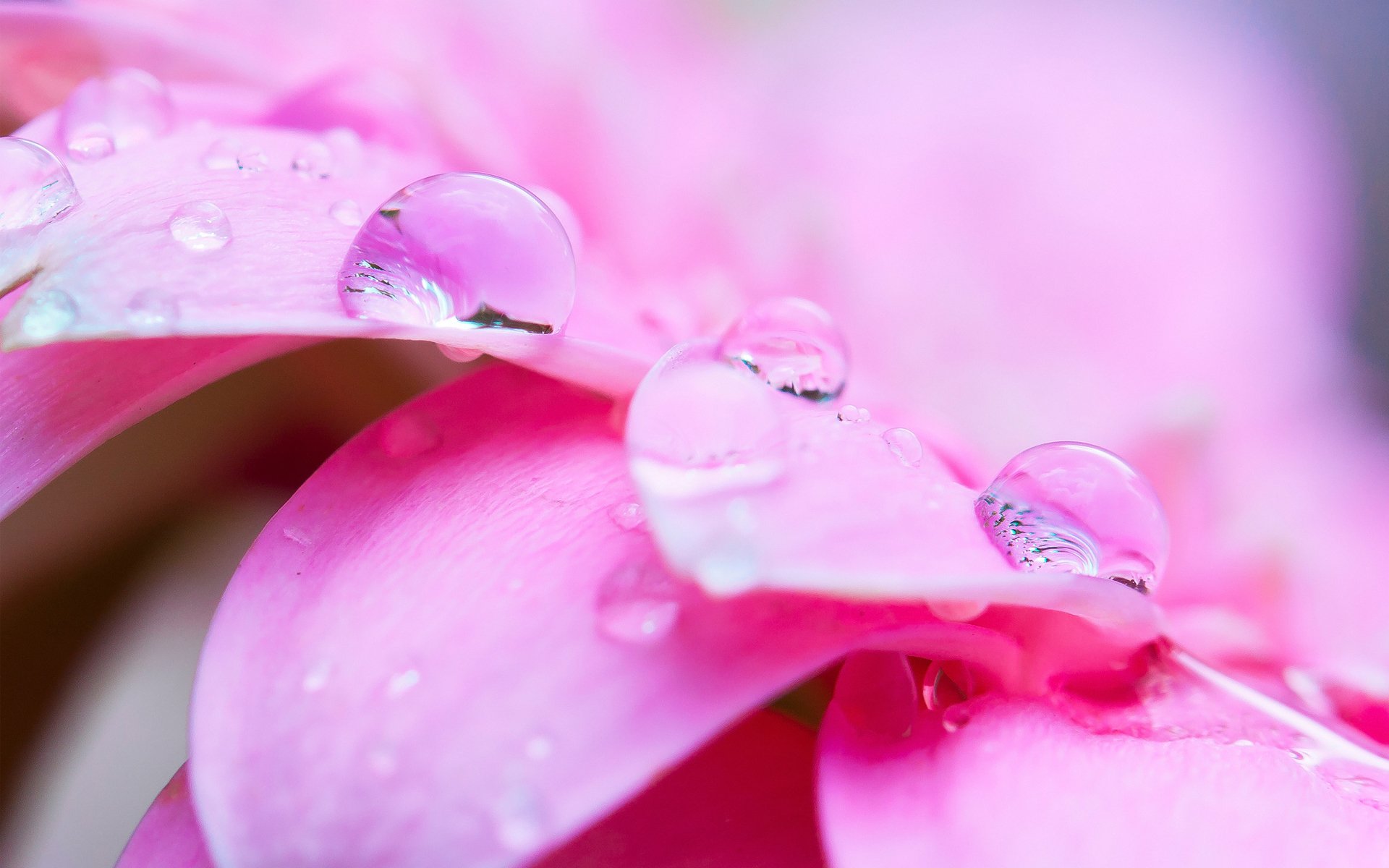 flower pink close up petals drops water rosa