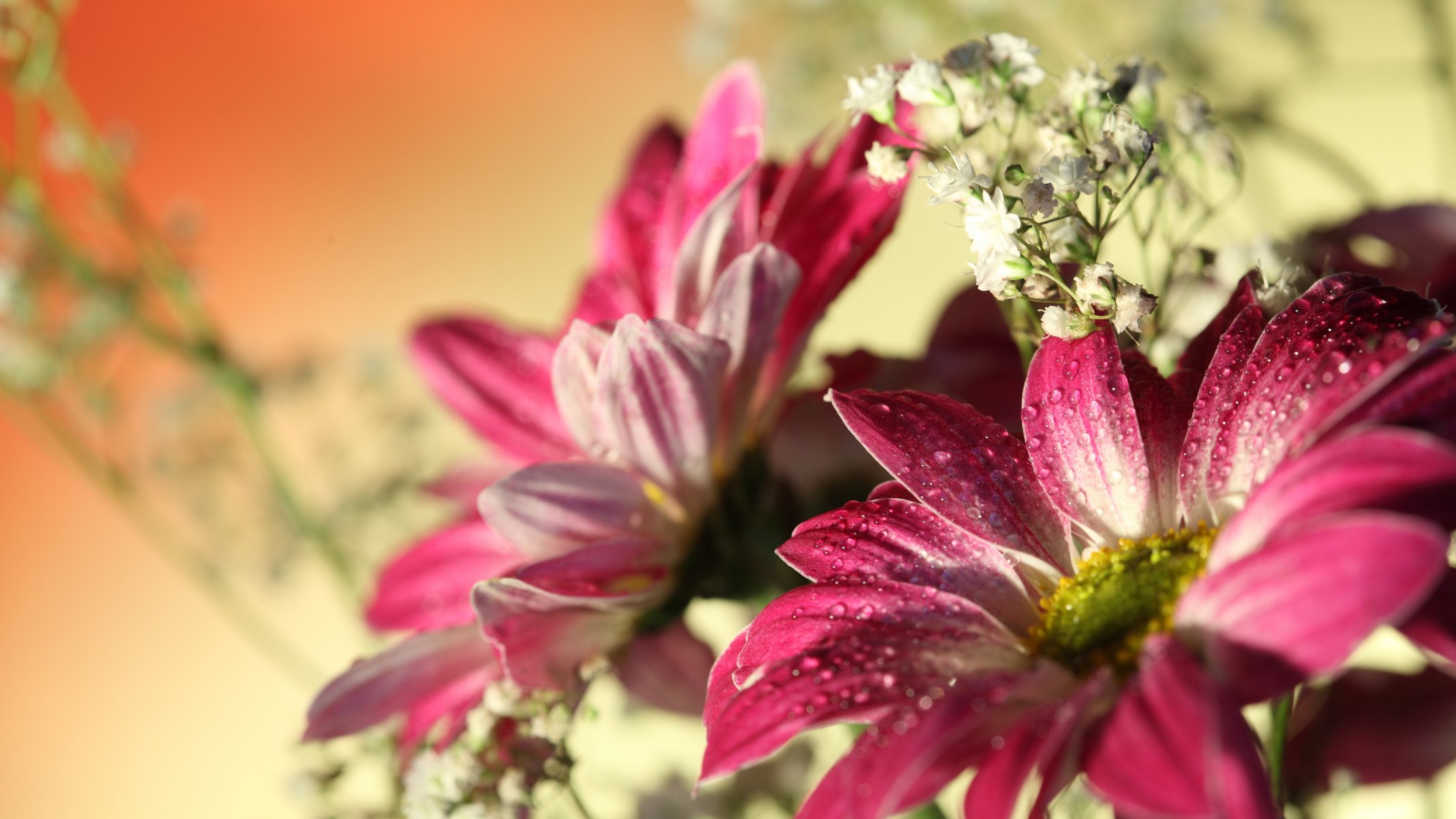 red gerberas flowers water drops romantic