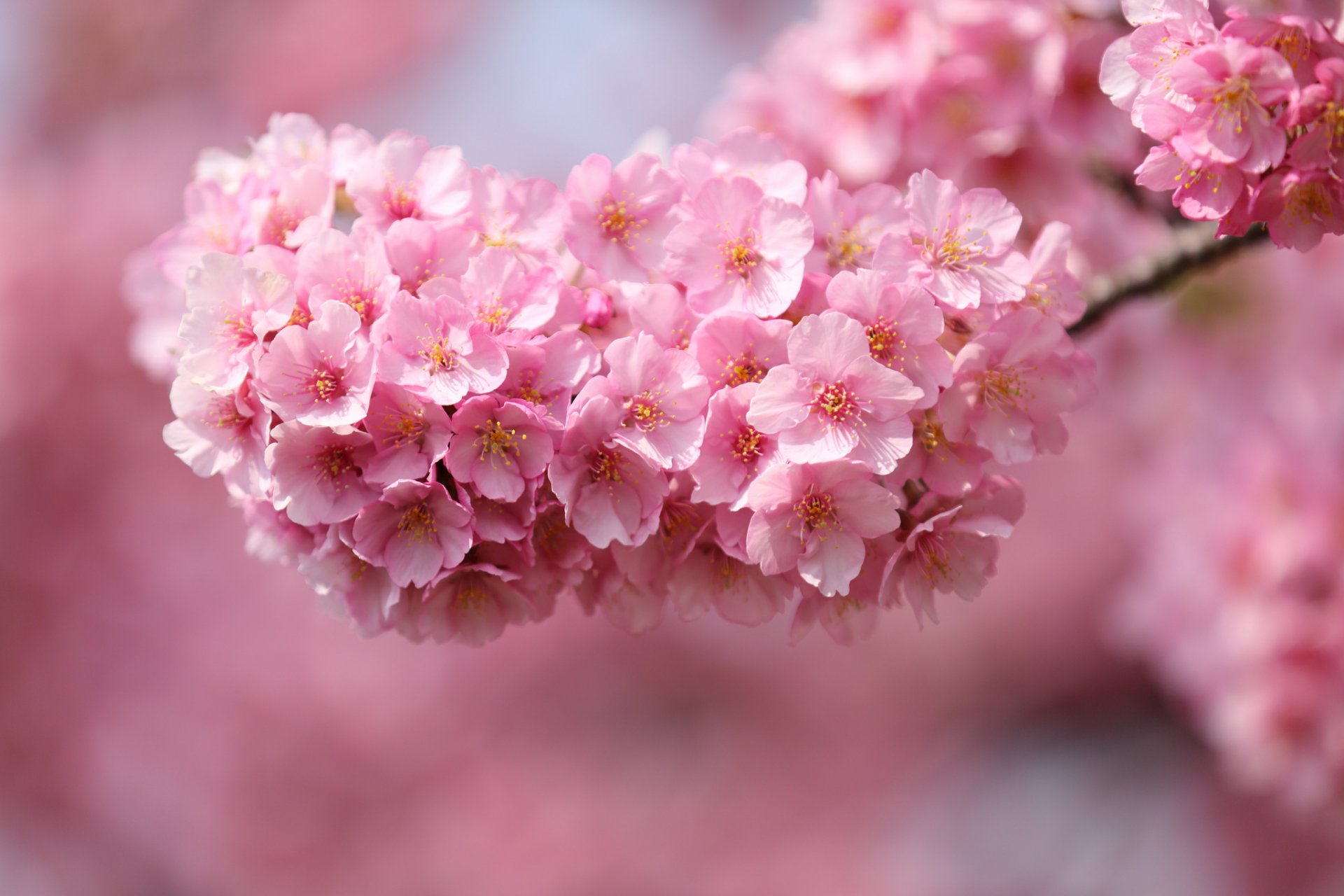 japón sakura cereza ramita árbol flores rosa pétalos macro desenfoque