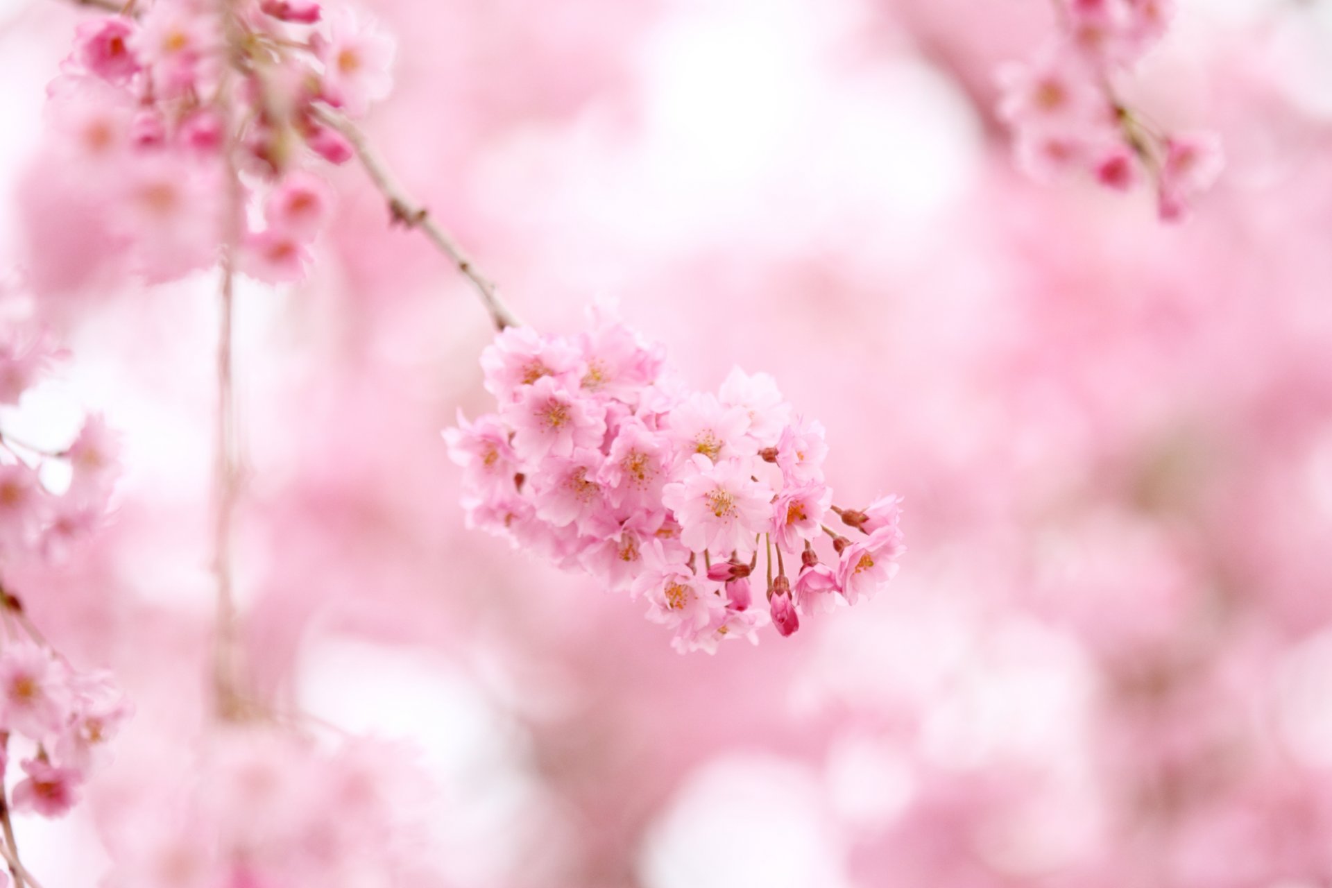 sakura flores rosa floración ramas primavera rosa color ternura naturaleza