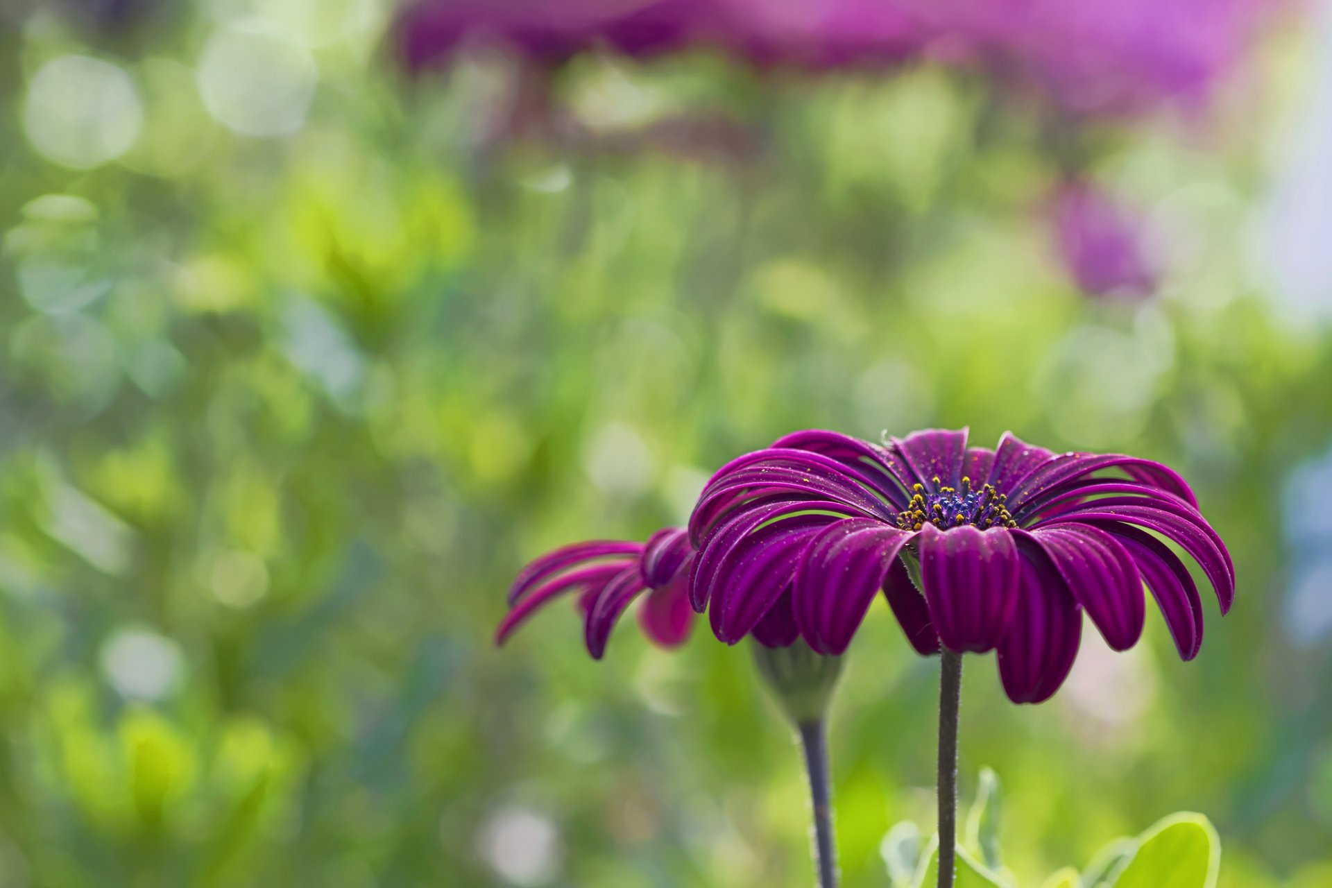 flower crimson purple petals the field bokeh close up blur