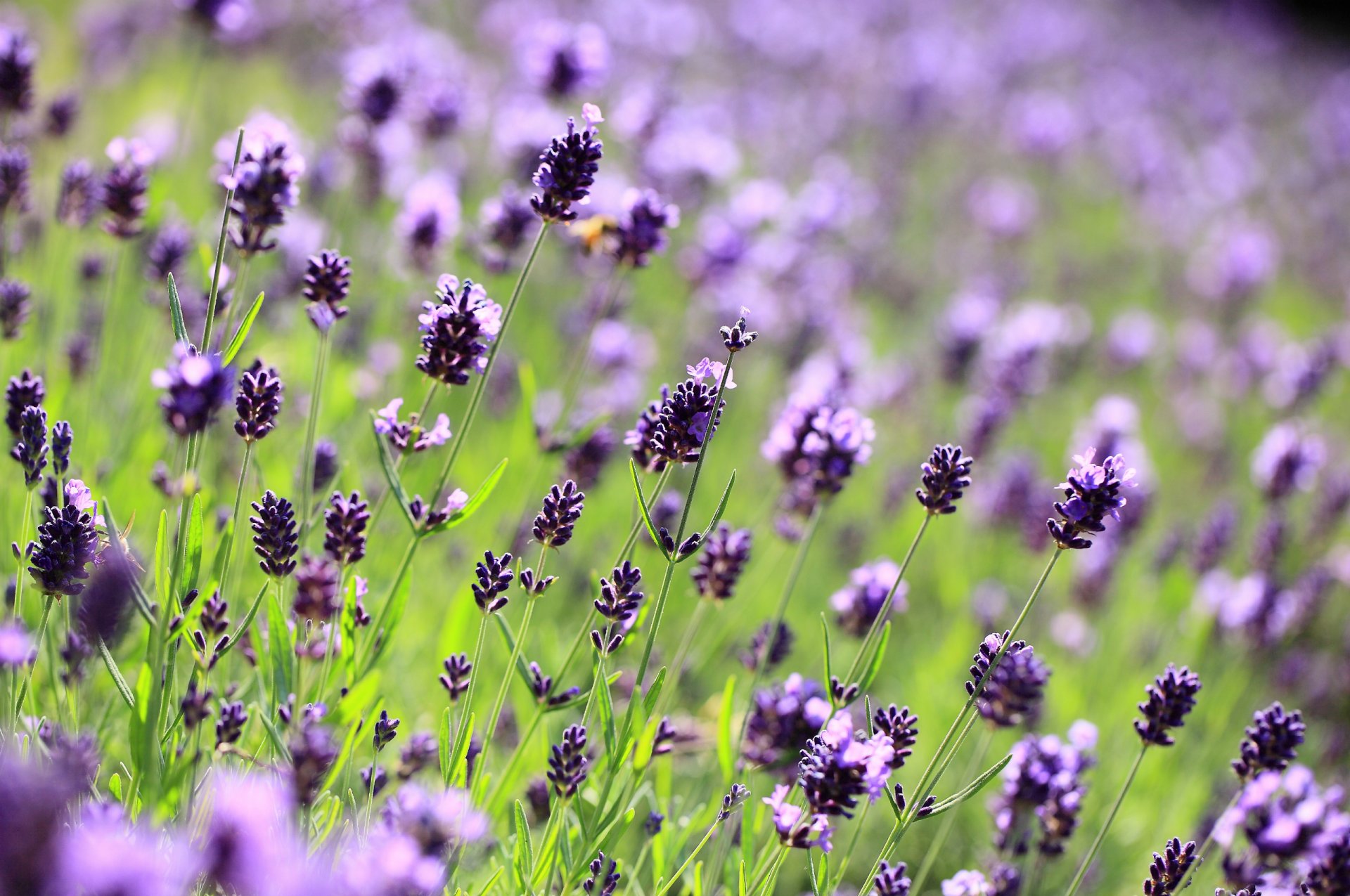 lavanda lilla viola fiori campo radura macro sfocatura