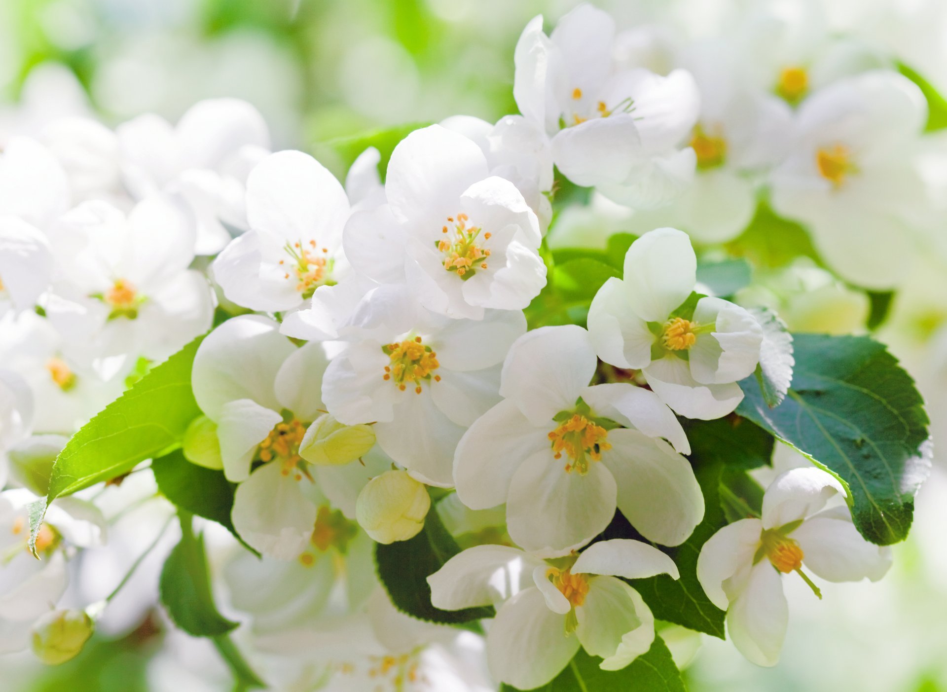 cerisier floraison fleurs blanc pétales feuilles branche arbre printemps