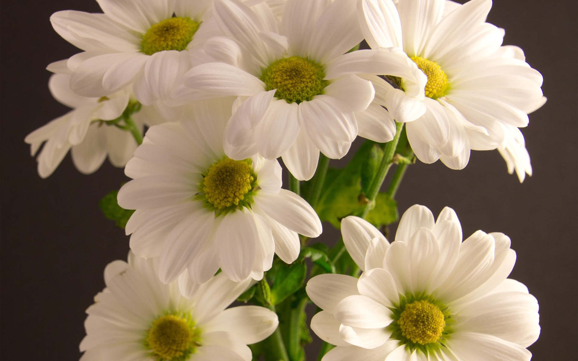 crisantemi bianco bouquet fiori