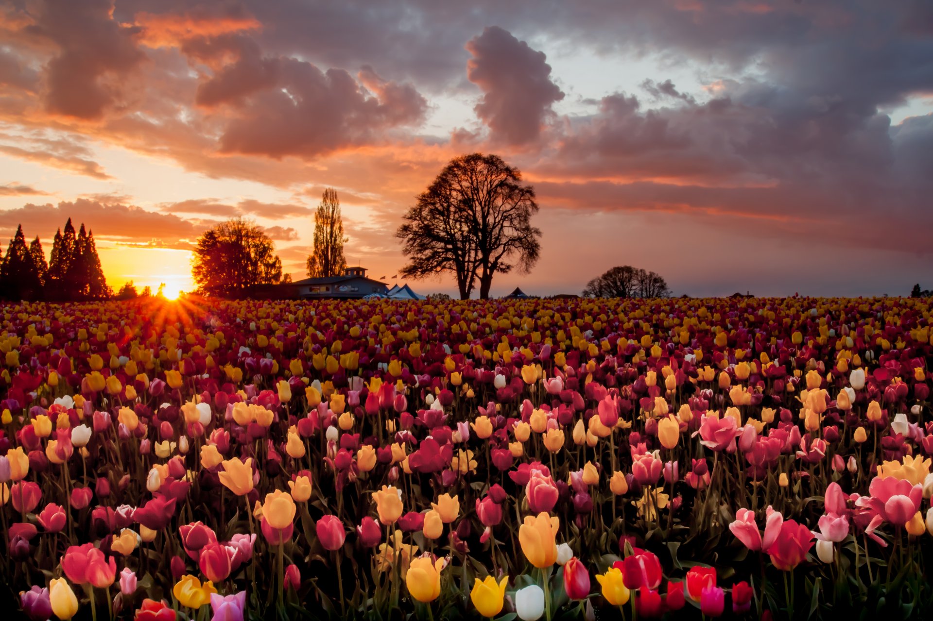 tulipes fleurs beaucoup champ soleil arbres