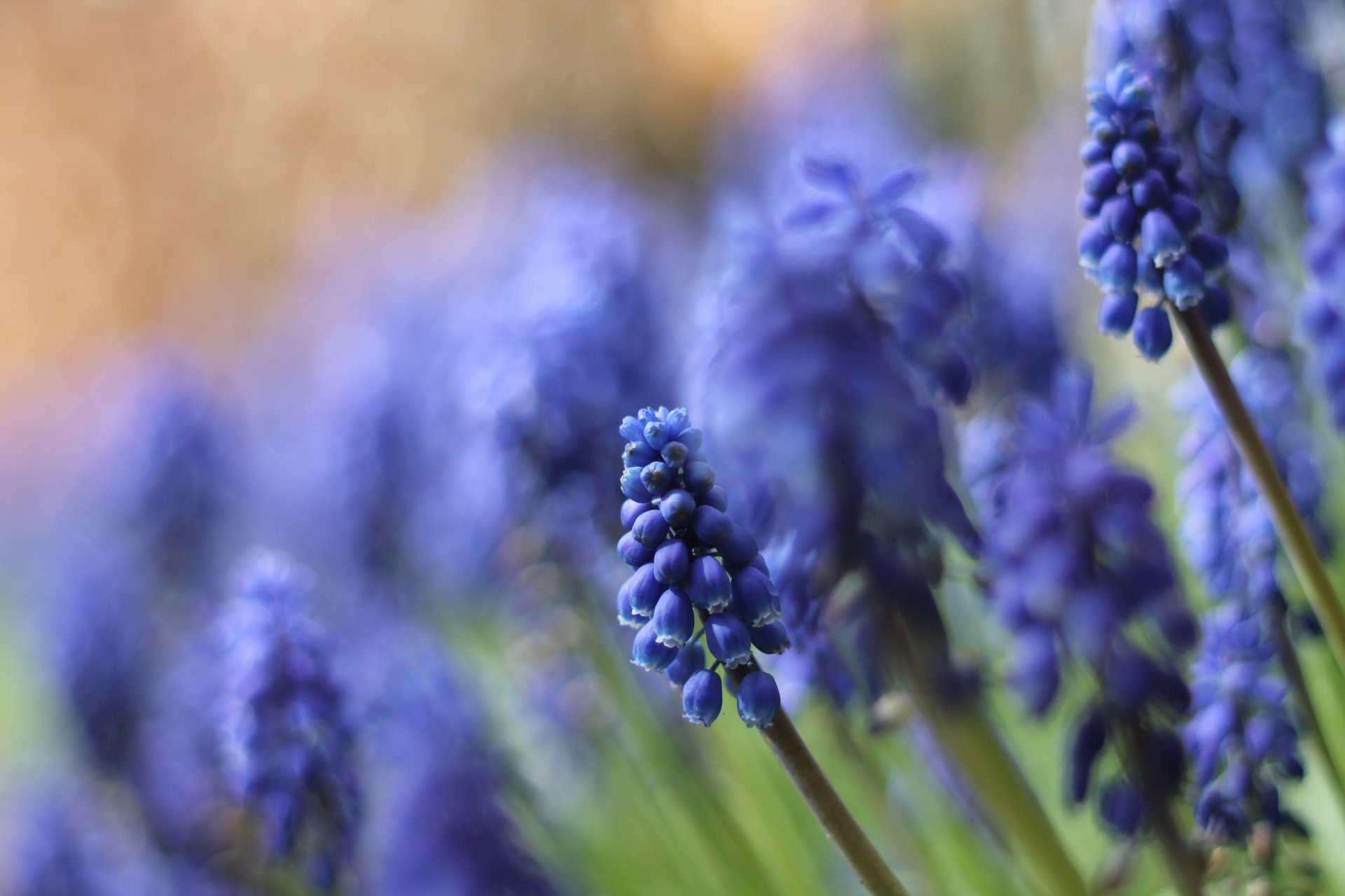 muscari bleu fleurs gros plan nature