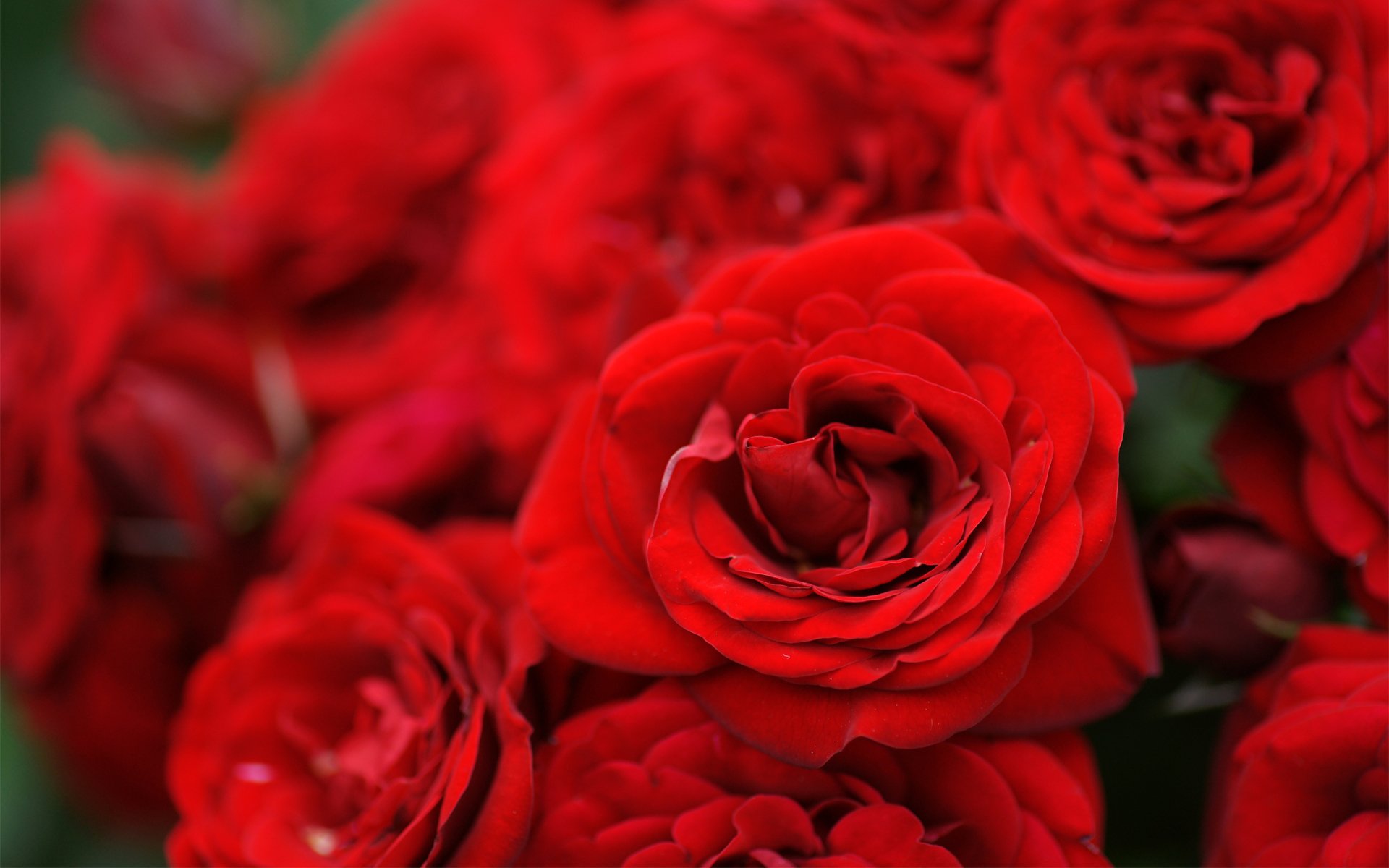 rosen blumen rot blumenstrauß