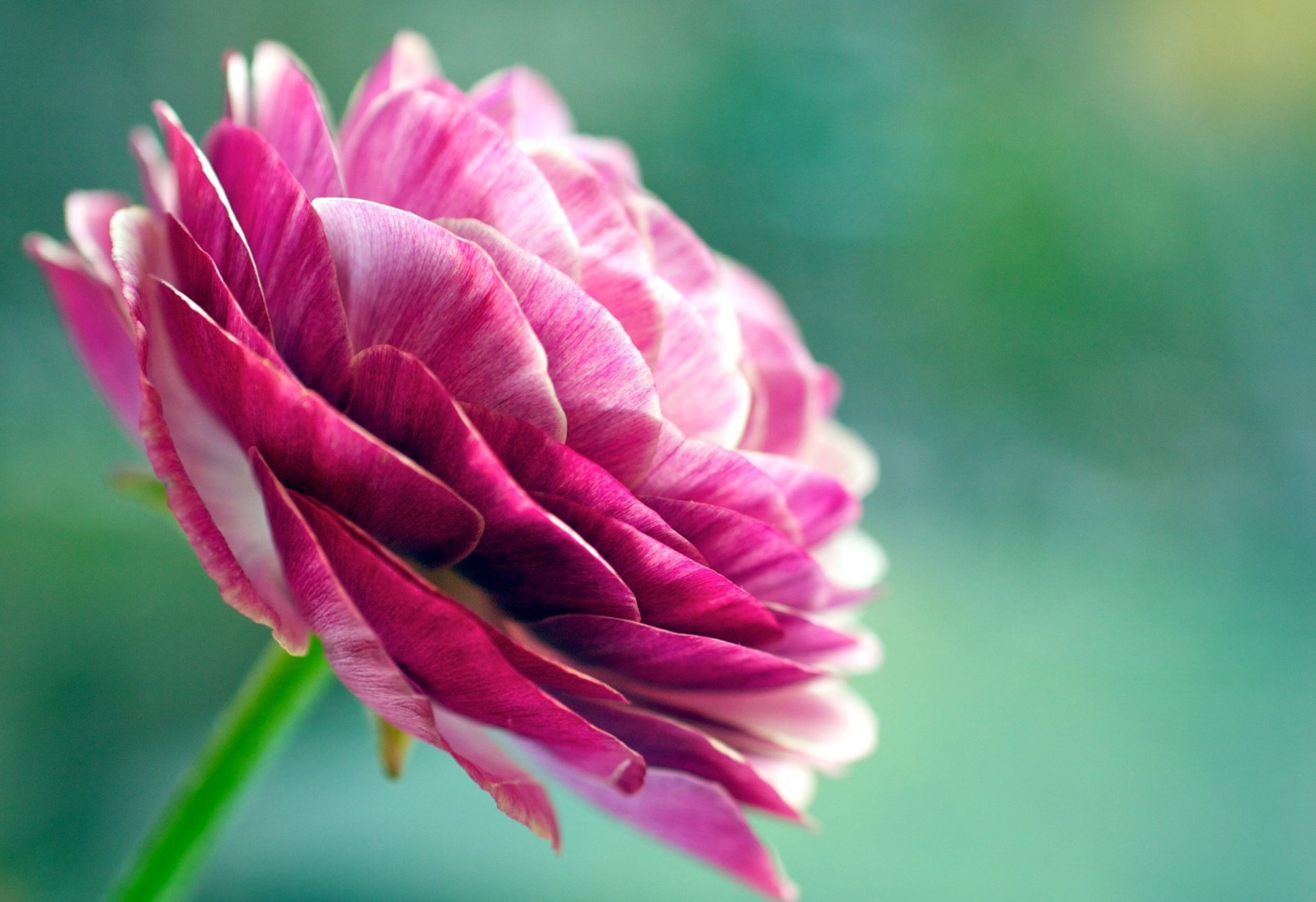 fleur ranunculus renoncule asiatique couleur rose pétales gros plan