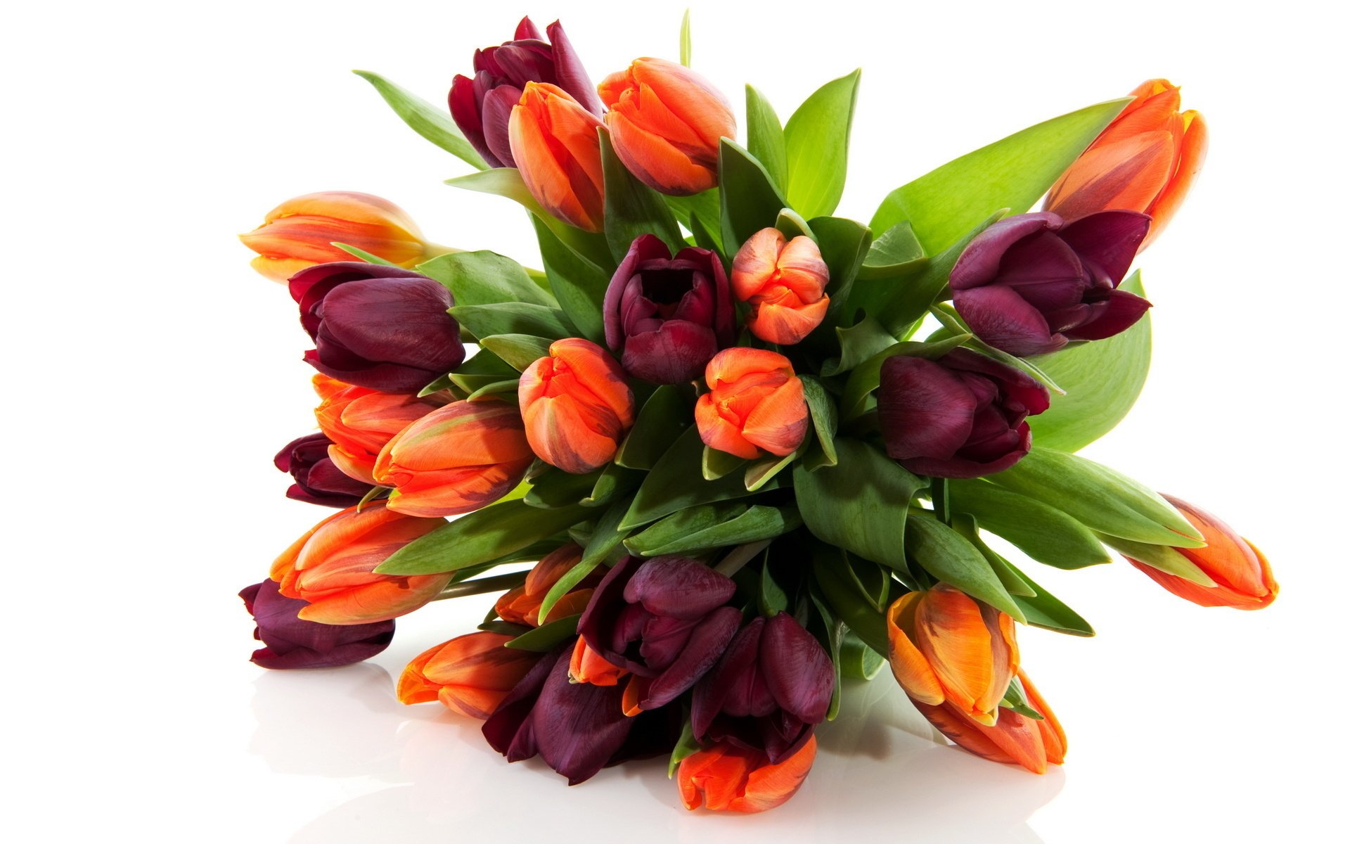 fleurs fleur bouquet tulipes nature printemps