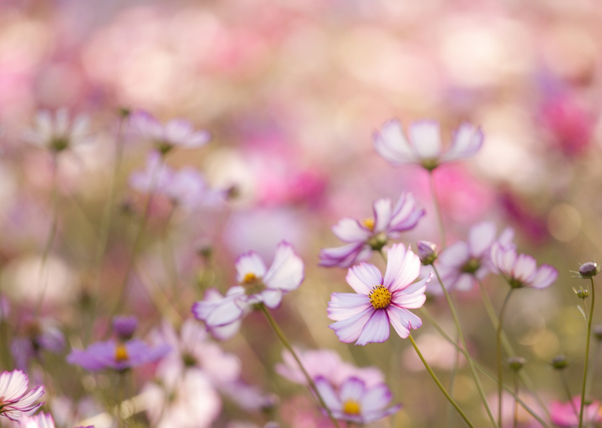 cosmea kwiaty biały różowy płatki pole makro rozmycie