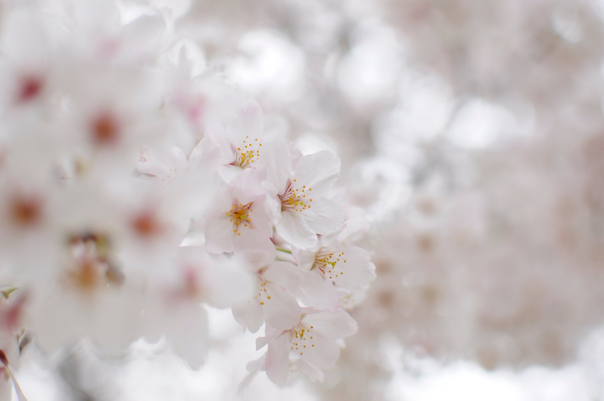 blooming flowers white snow-white sakura petals branch branches tenderness light blurriness nature