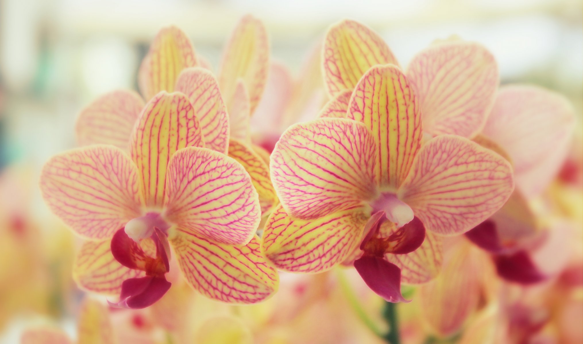 fiori orchidee natura