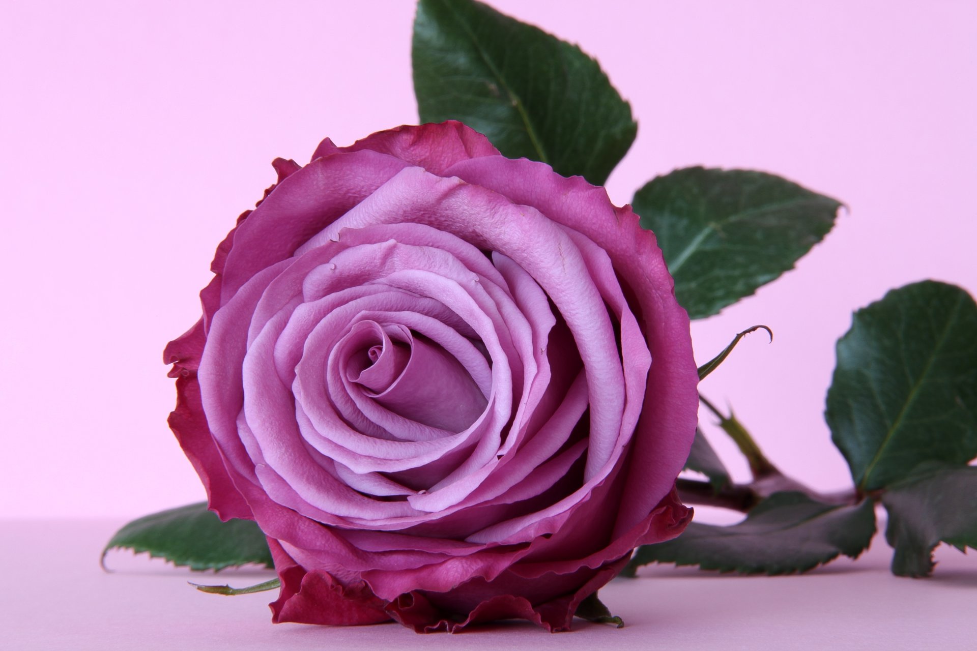 rose bud petals close up