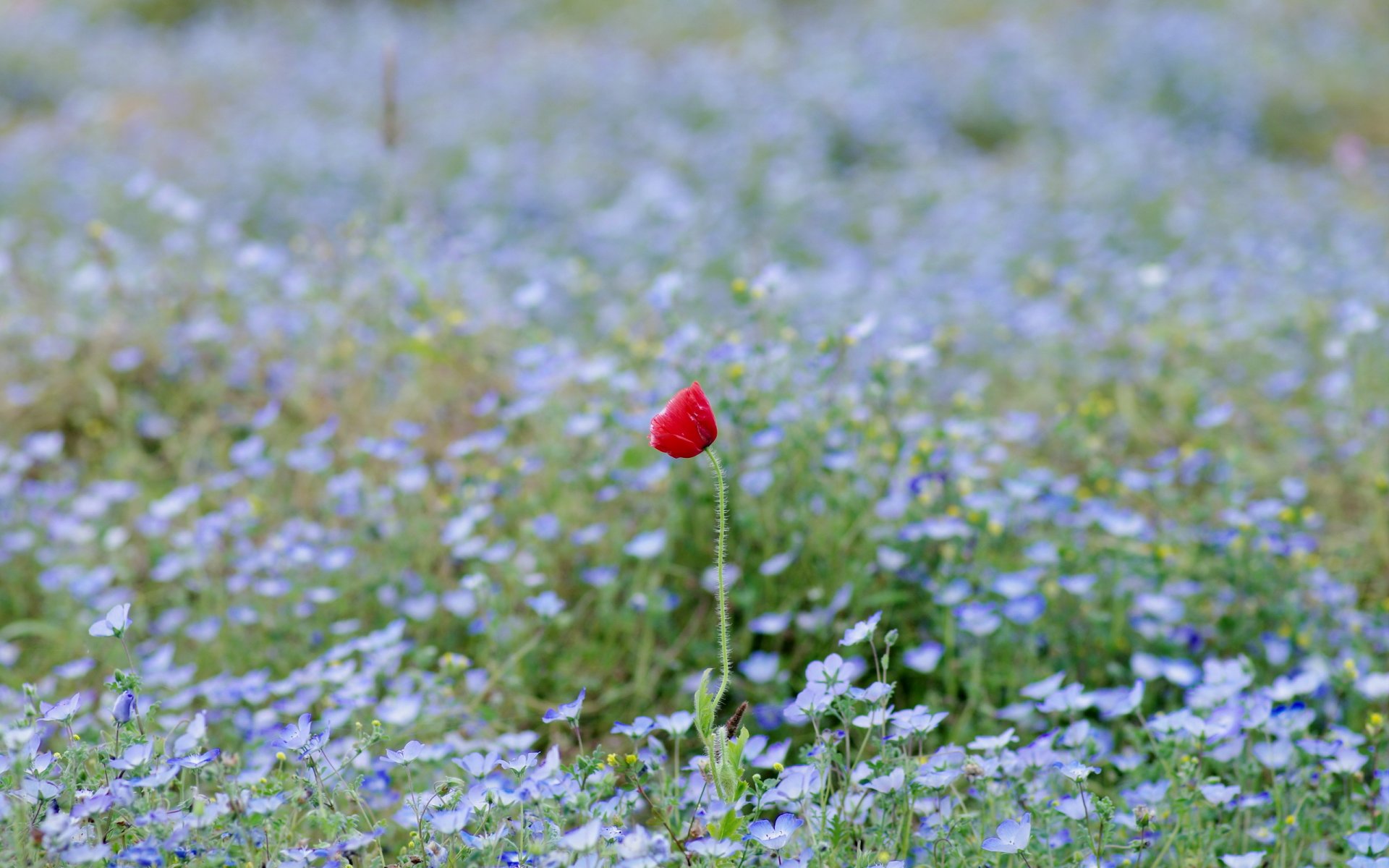 mohn feld blumen natur