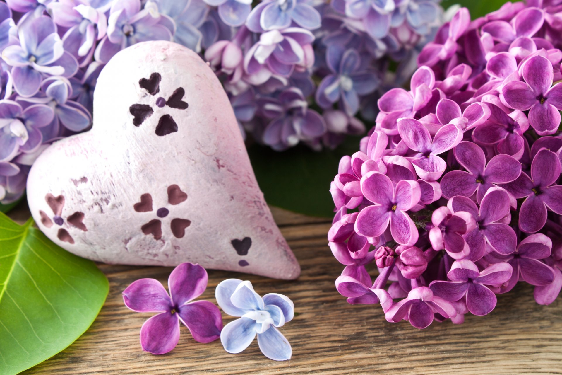 lilac branch flowers spring heart heart