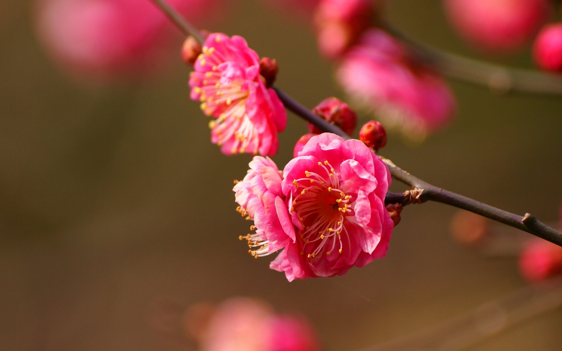 flower bloom close up