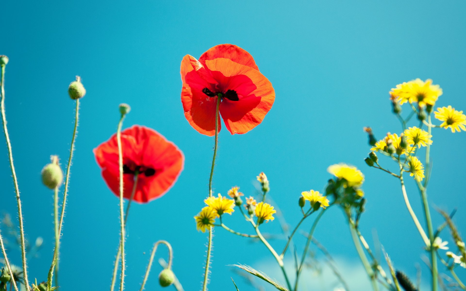 amapolas cielo naturaleza macro