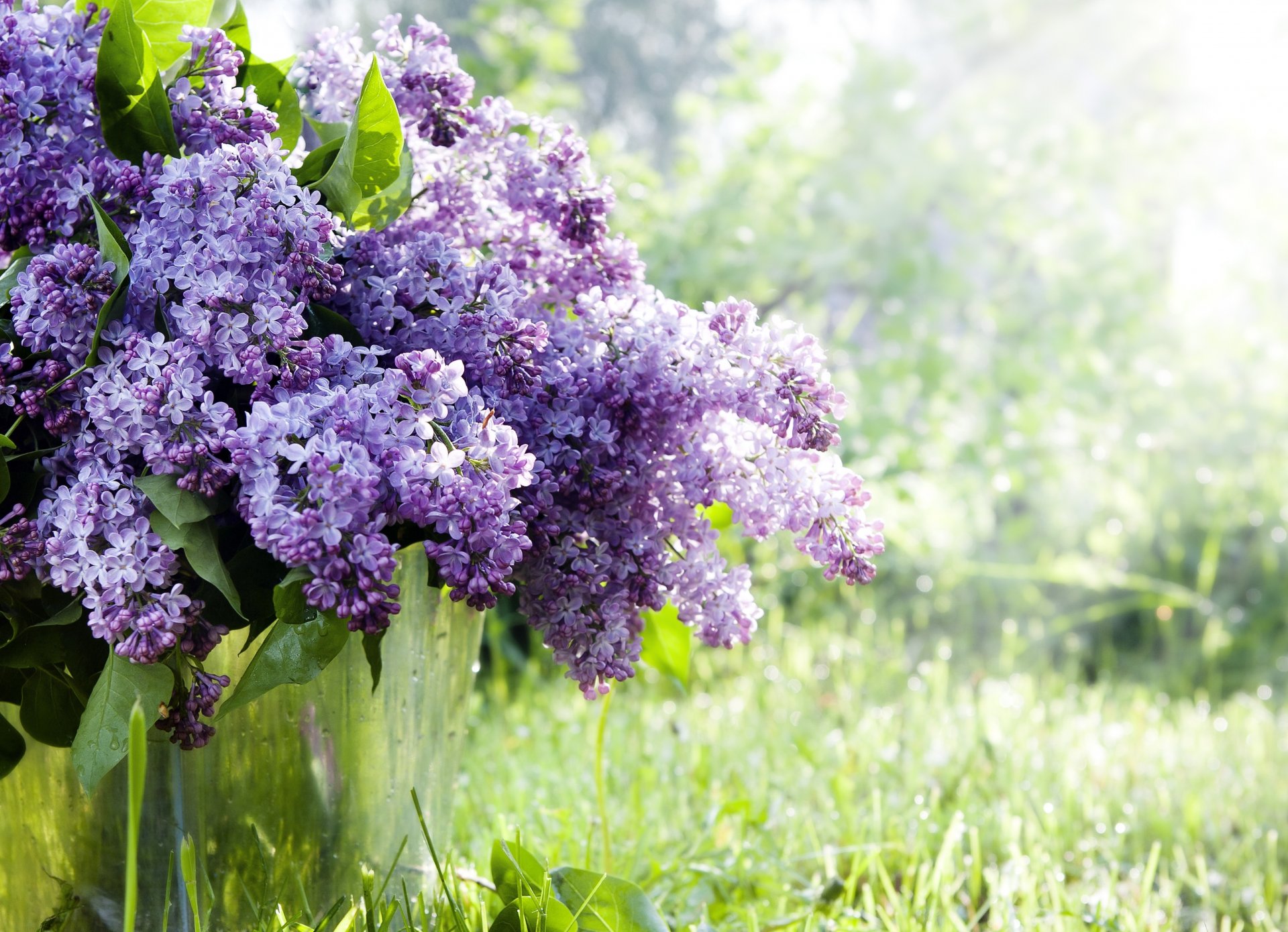 lilac branches flower bucket spring nature gra