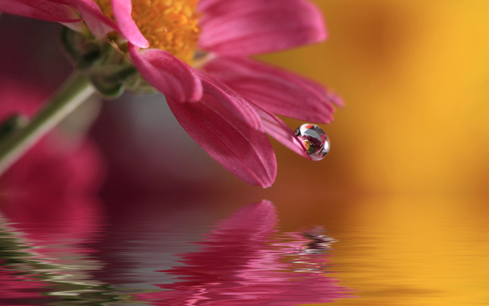 water drop flower nature macro waterdrop