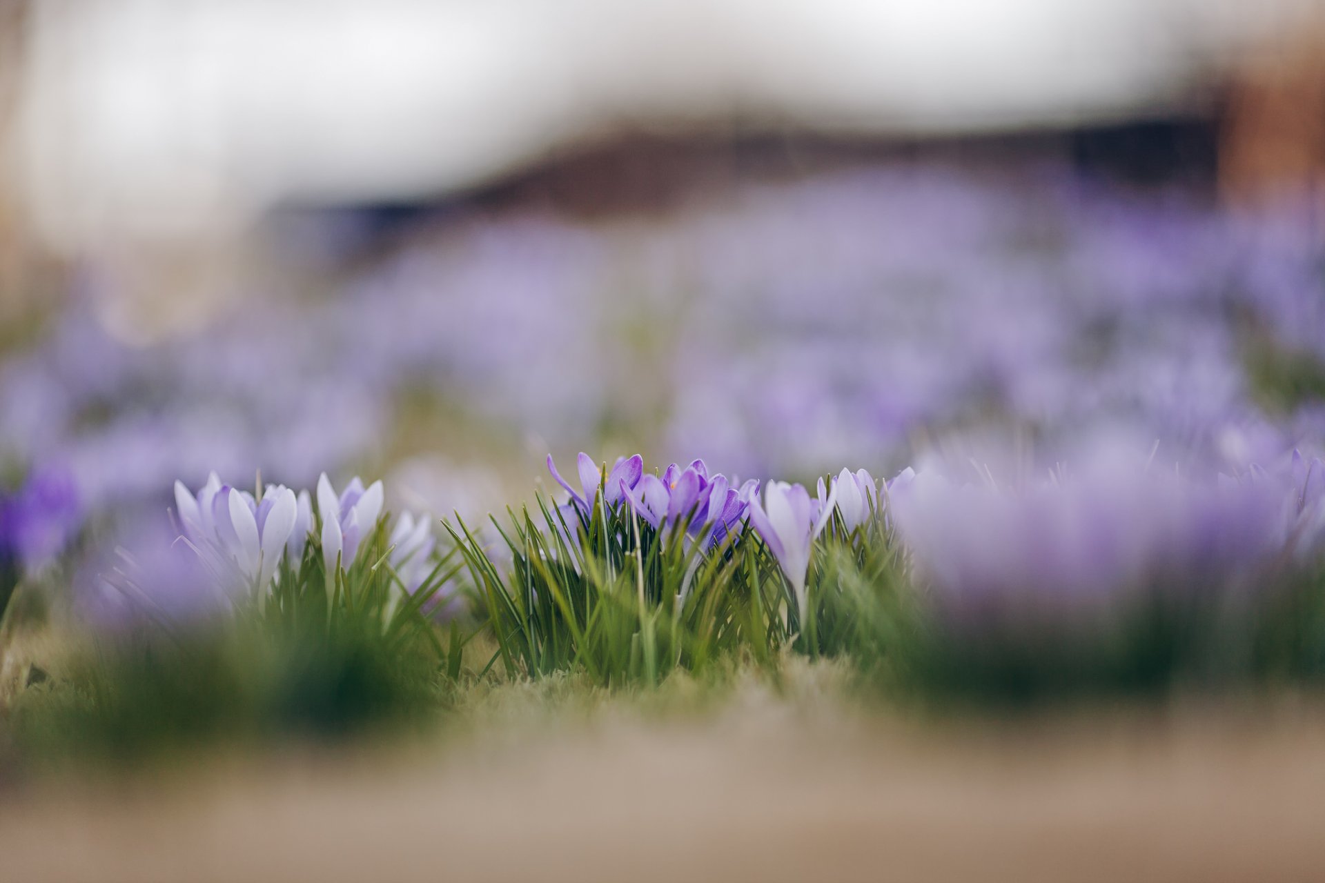 crochi bianco lilla petali fiori primavera macro messa a fuoco sfocatura