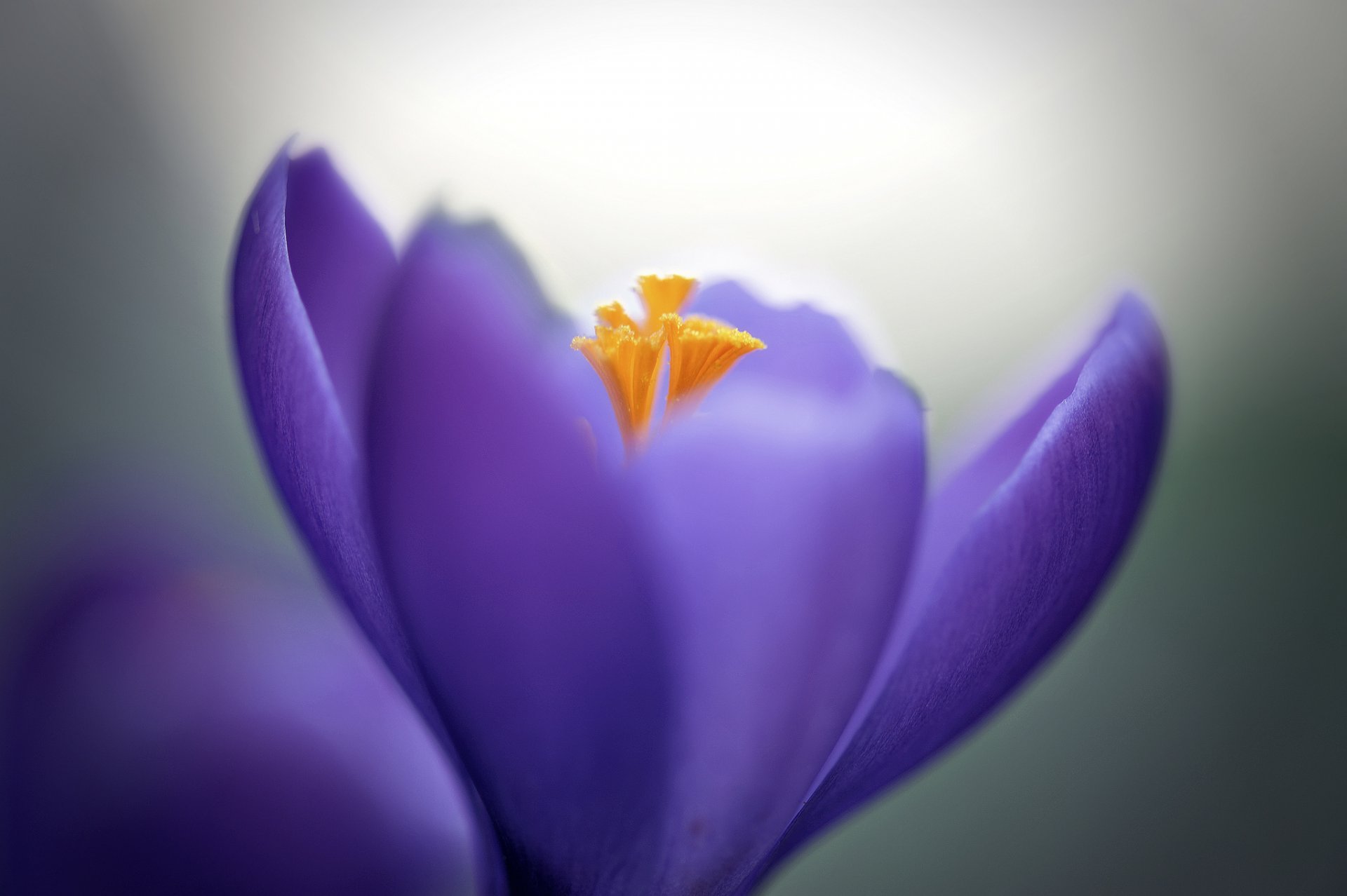 croco lilla fiore petali macro