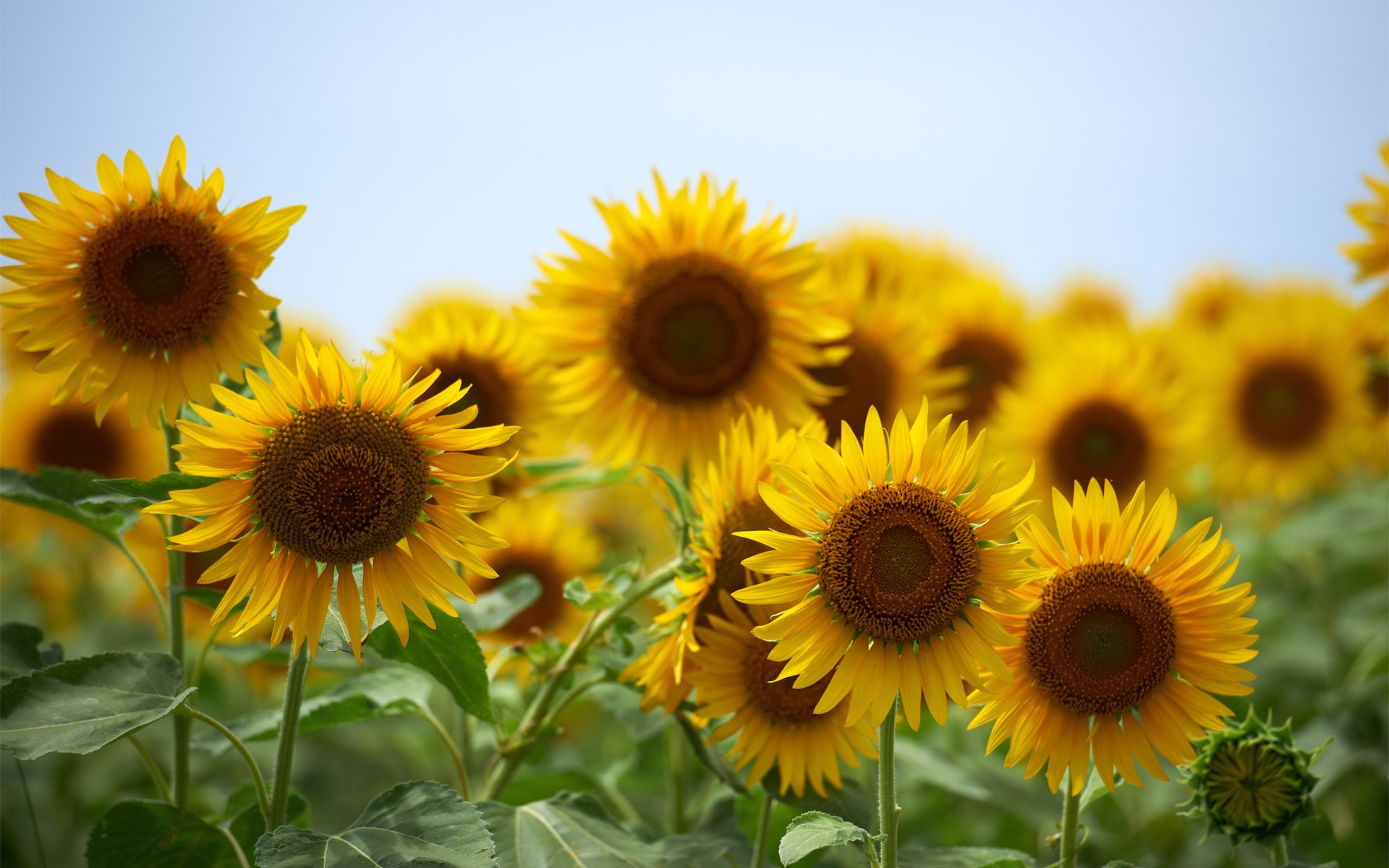 tournesols jaune fleurs été