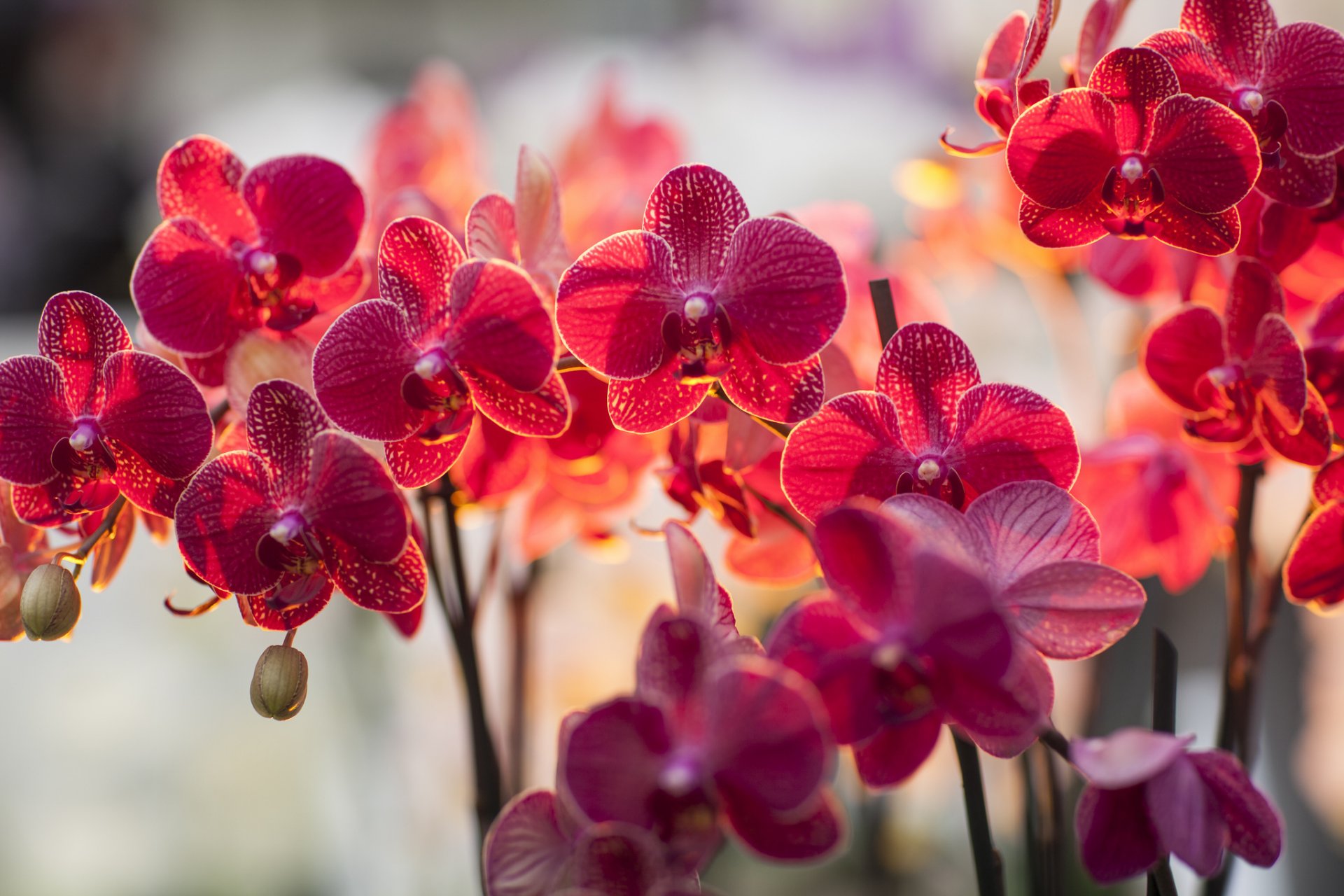 orchid falinopsis falik branch flower light lighting