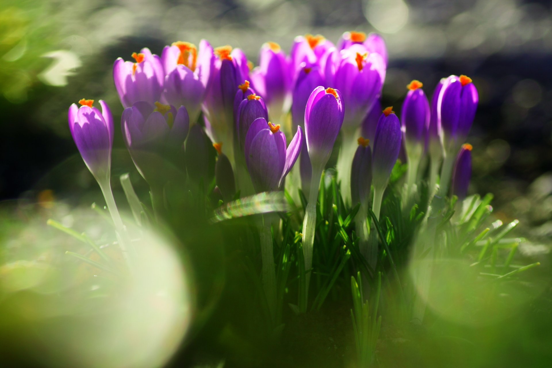 krokusse blumen primel lila gras blätter grün erde frühling unschärfe natur