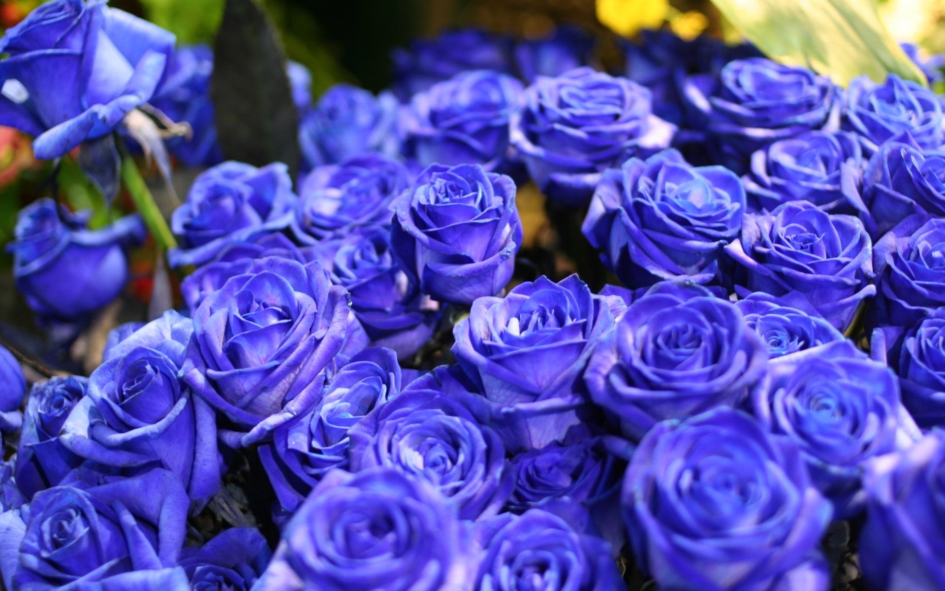 flowers flower roses blue roses blue roses bouquet nature kraisvye blue blue