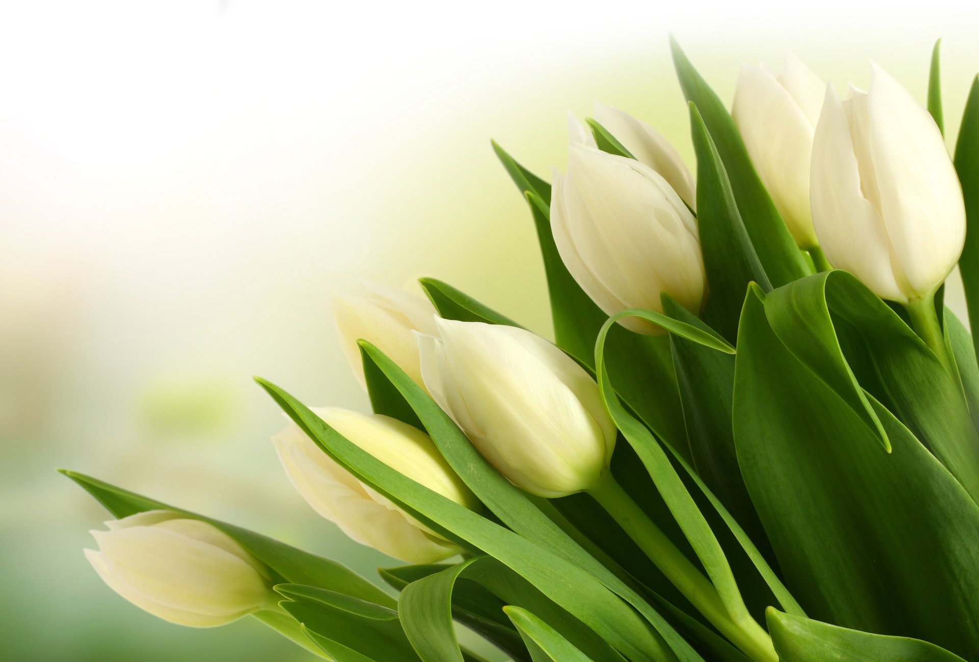 tulipes blanc bouquet