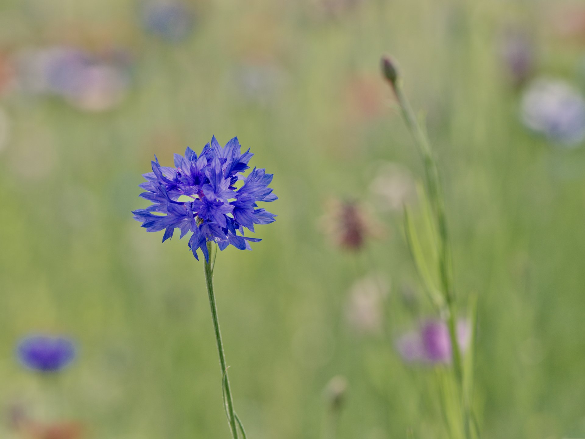 blau makro unschärfe fokus