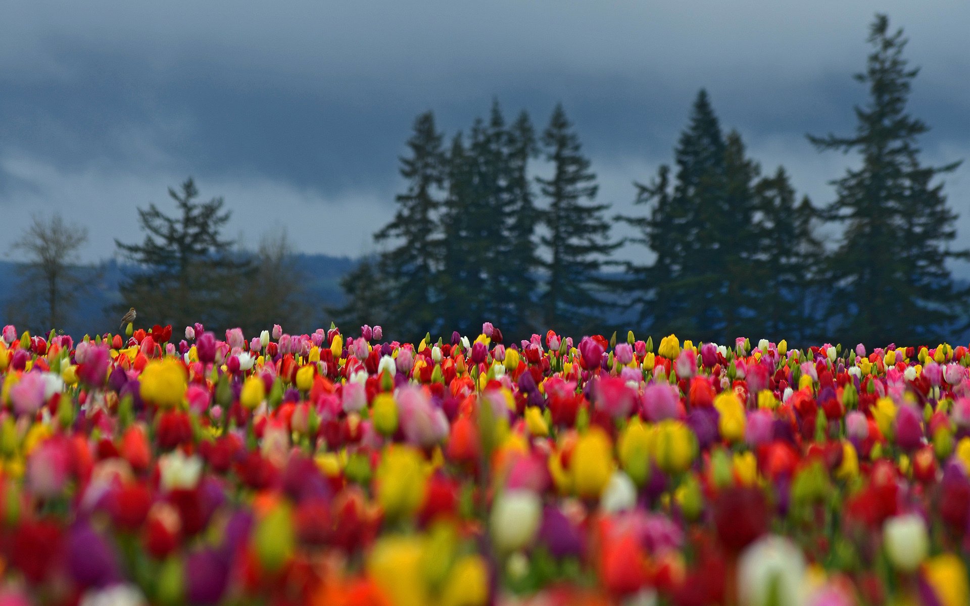 blumen feld tulpen gefärbt wald bäume fichte